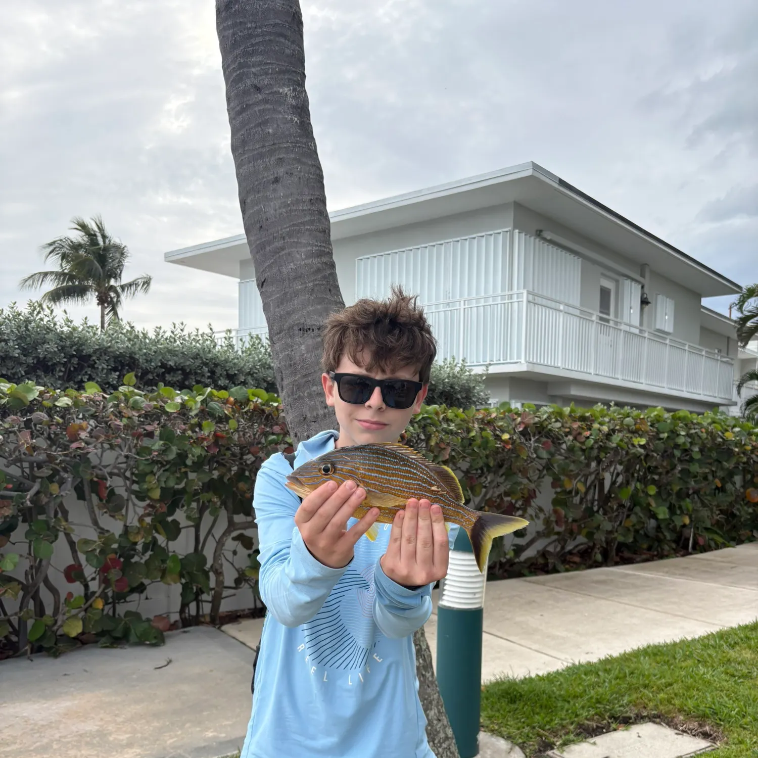 The most recent Bluestriped grunt catches on Fishbrain