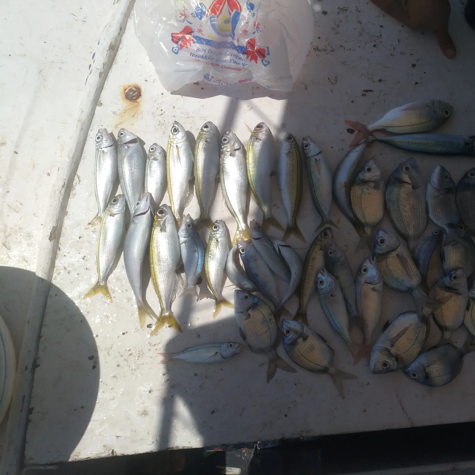 recently logged catches