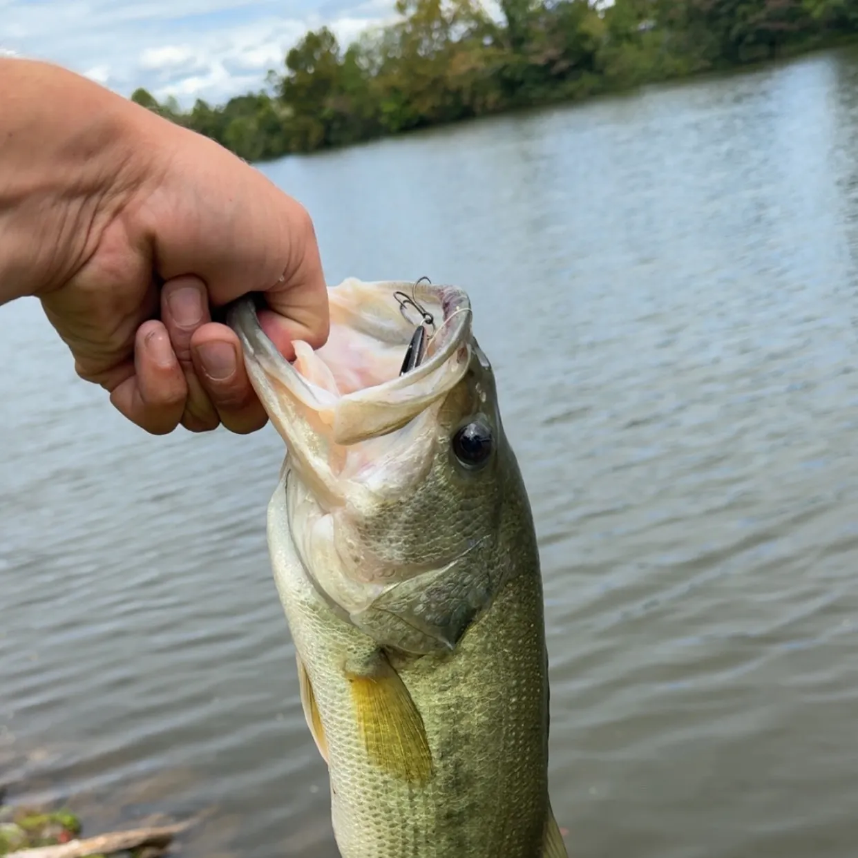 Largemouth bass caught on Fishbrain