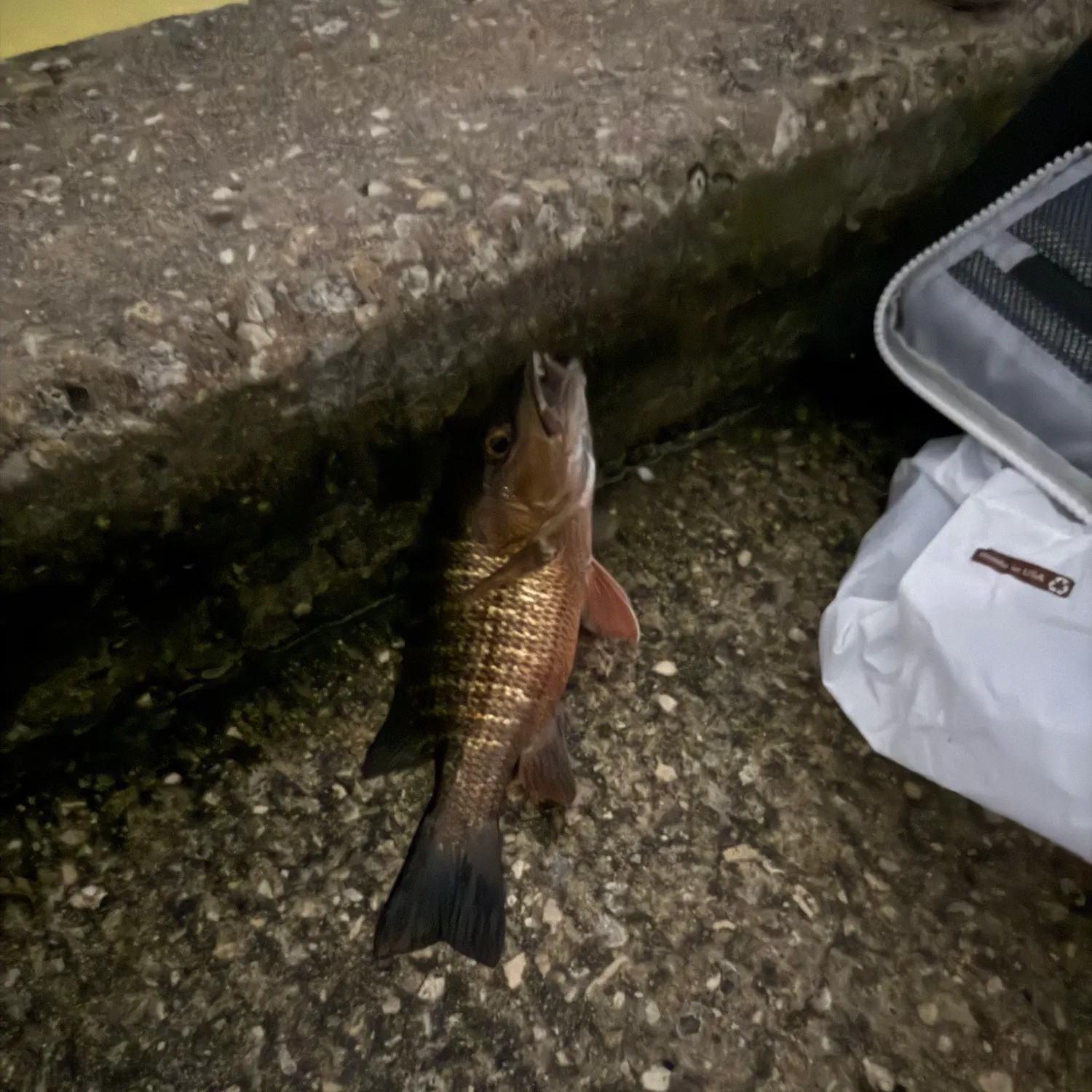 Mangrove snapper caught on Fishbrain
