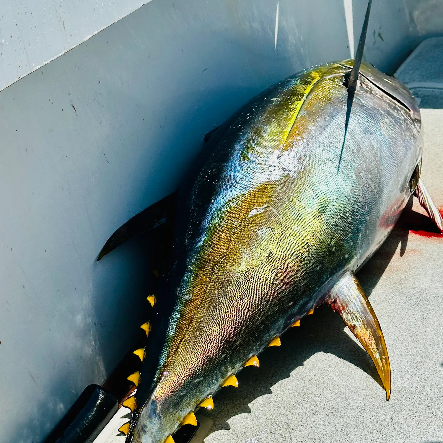 Yellowfin tuna caught on Fishbrain