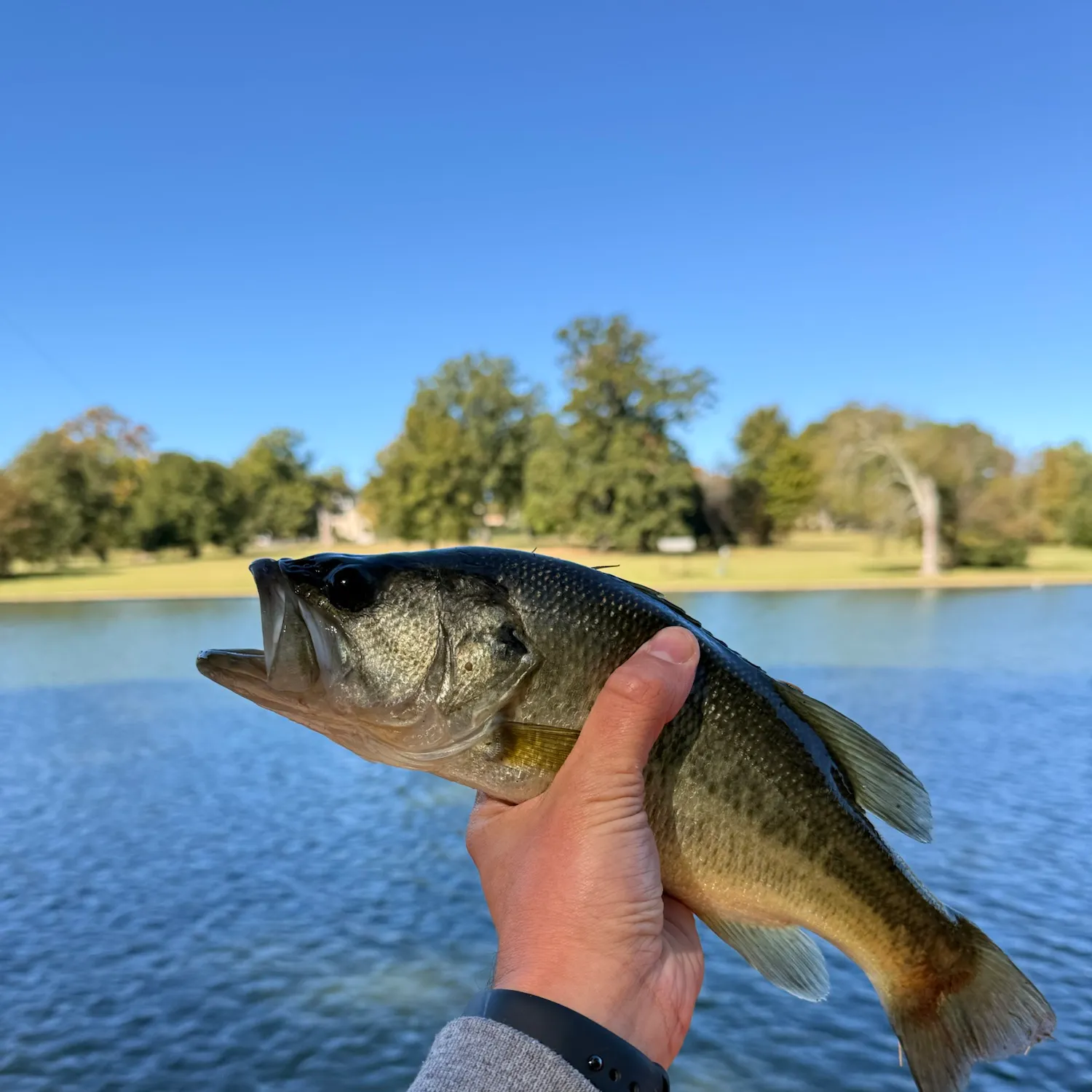 Largemouth bass caught on Fishbrain