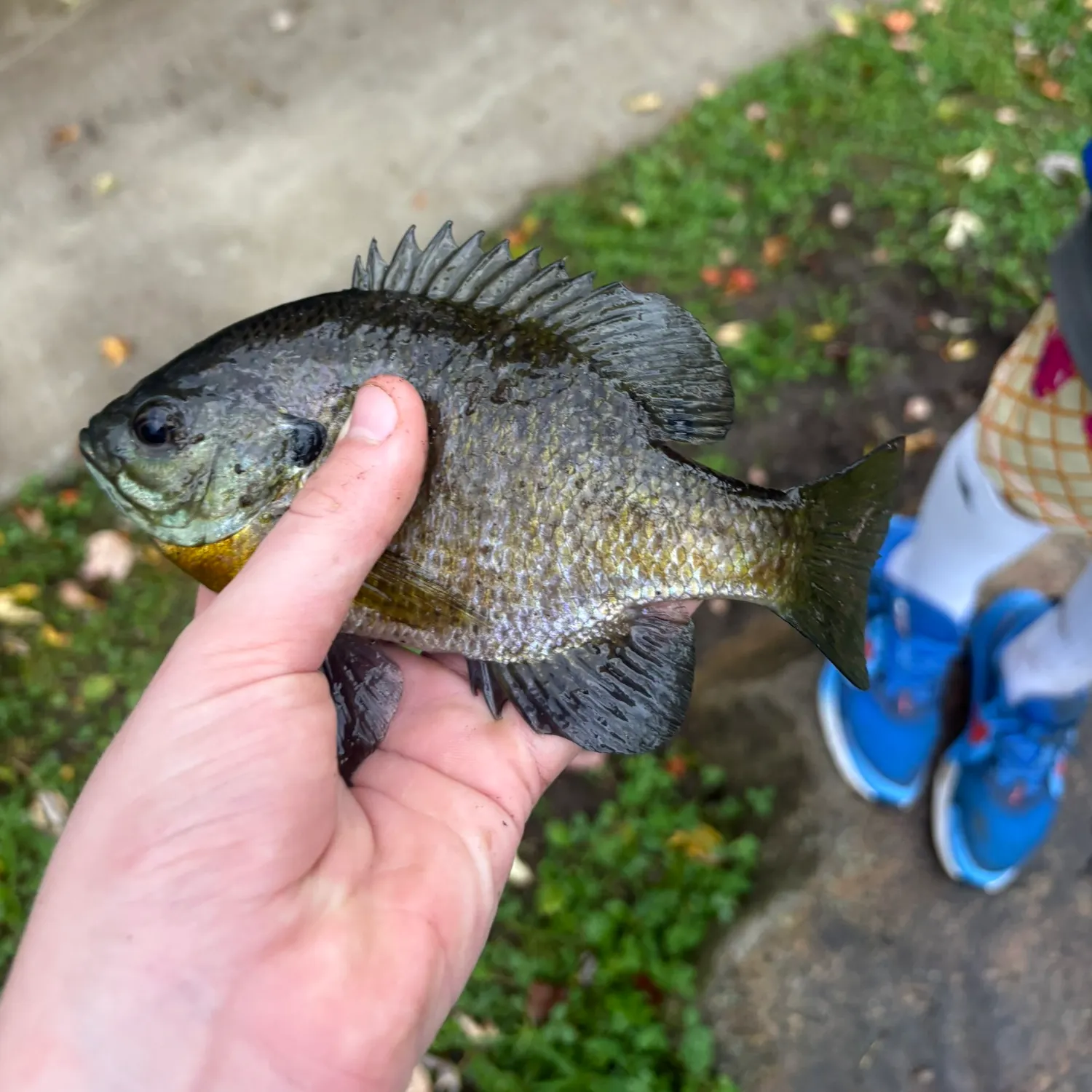 Bluegill caught on Fishbrain