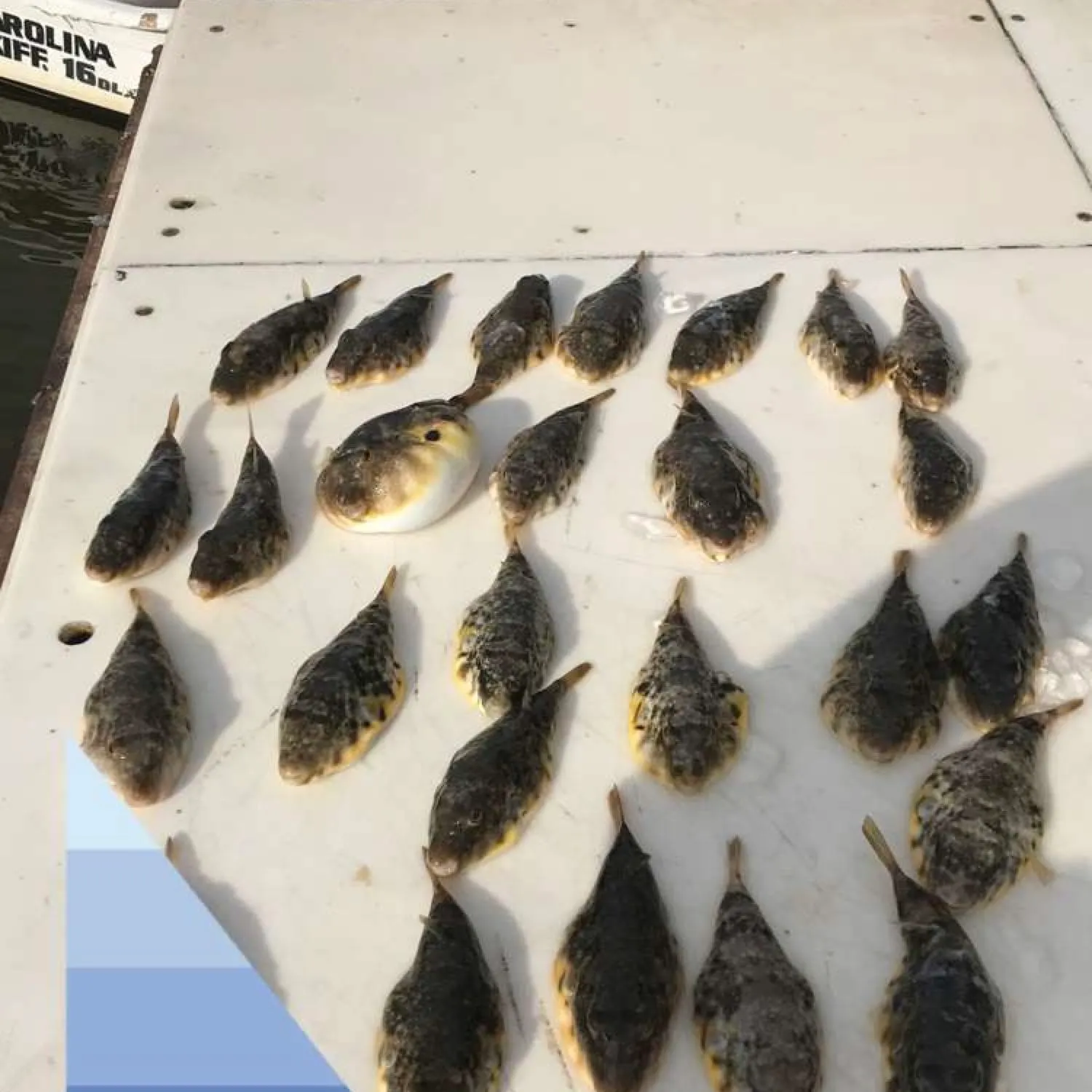 recently logged catches