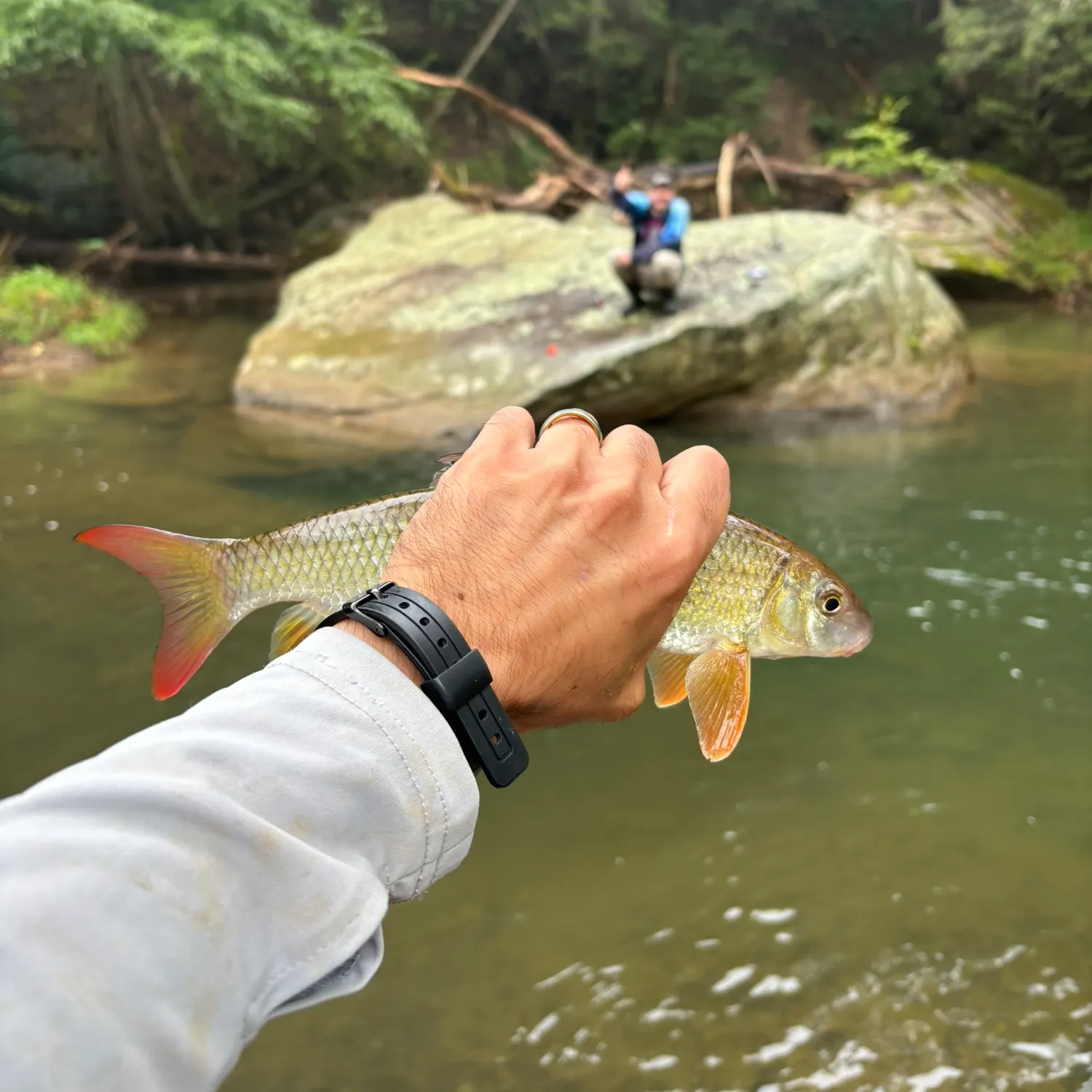 Shorthead redhorse caught on Fishbrain