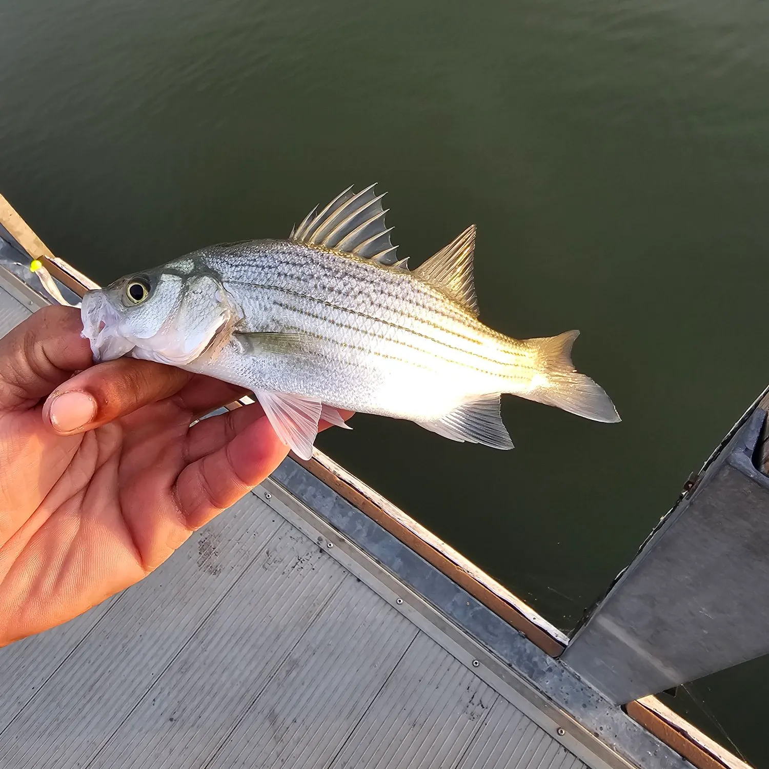 White bass caught on Fishbrain