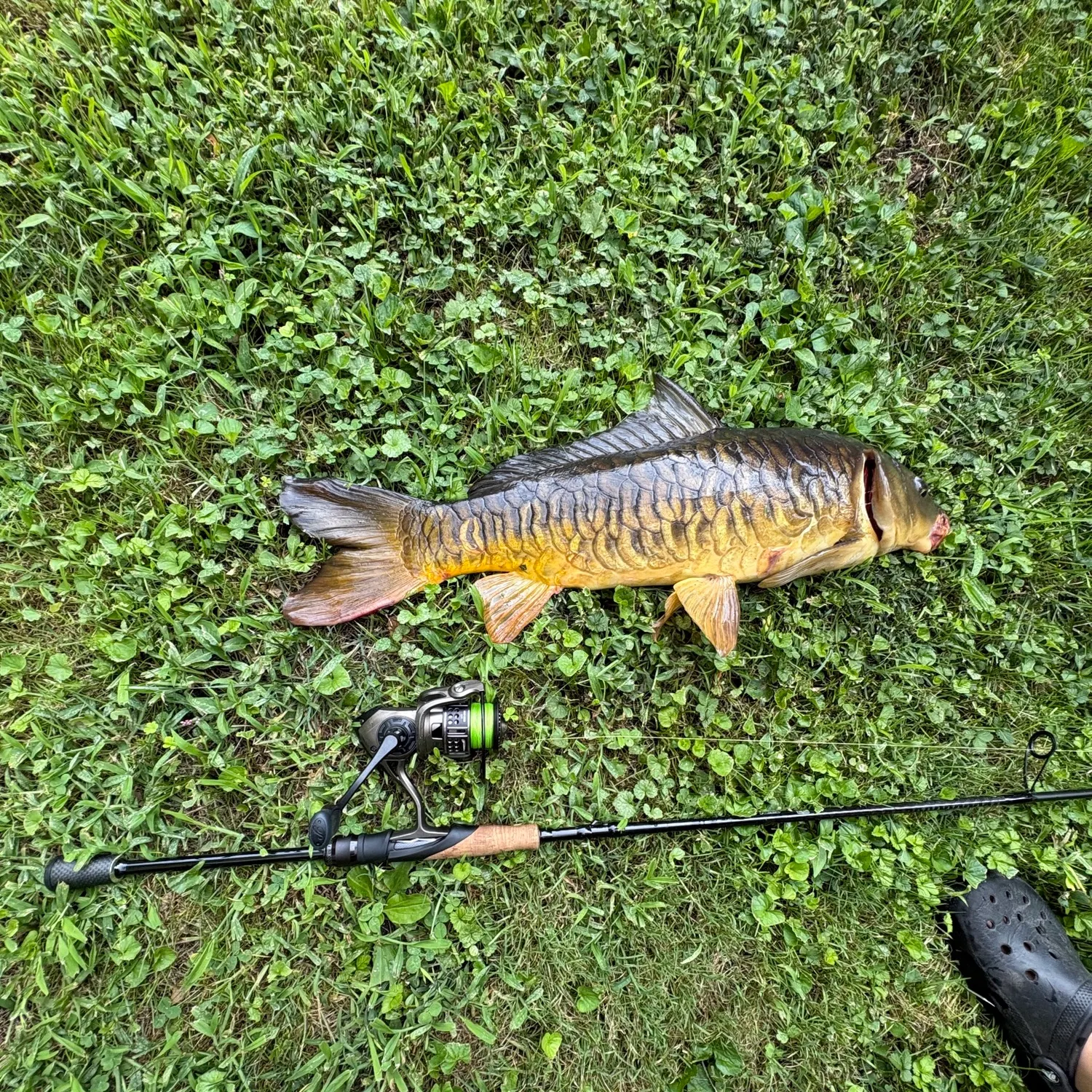 Mirror carp caught on Fishbrain