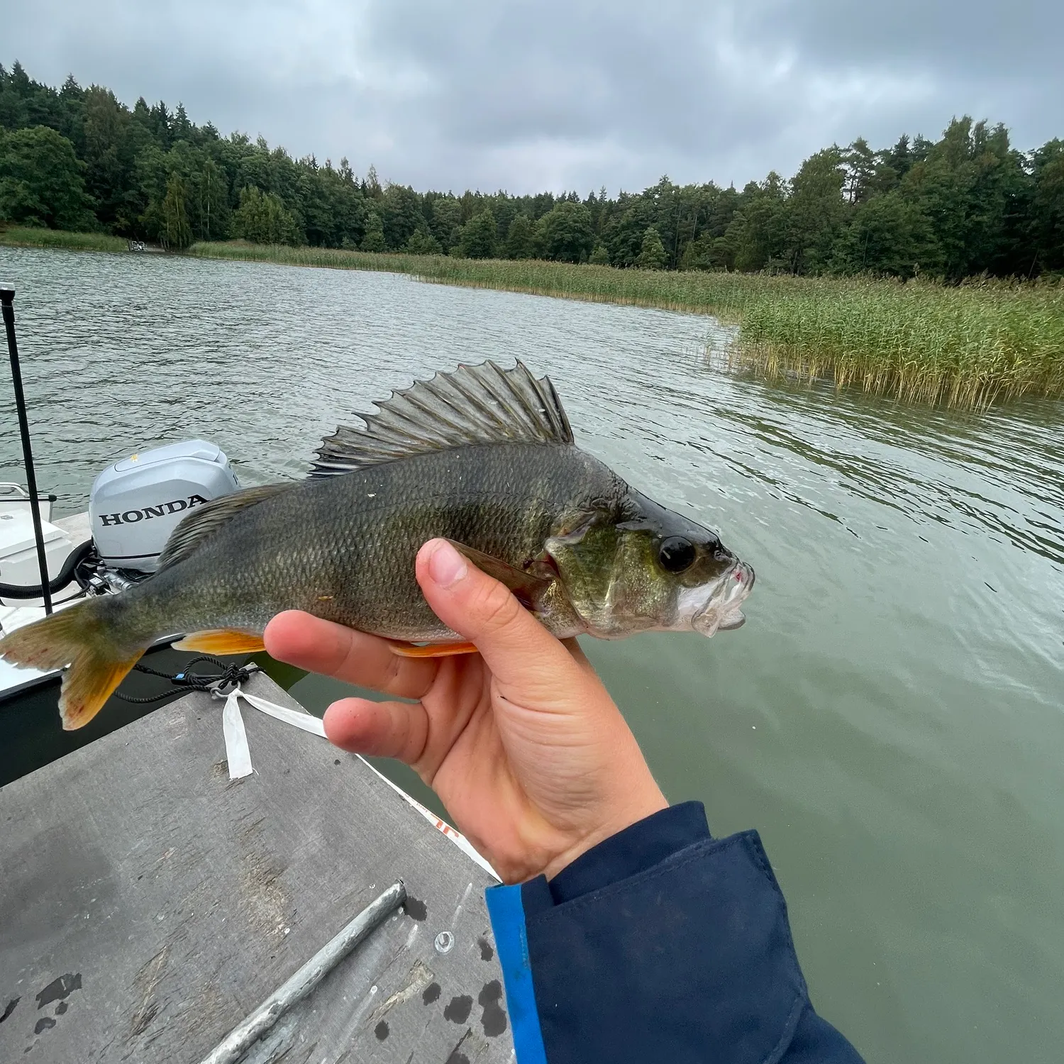 European perch caught on Fishbrain