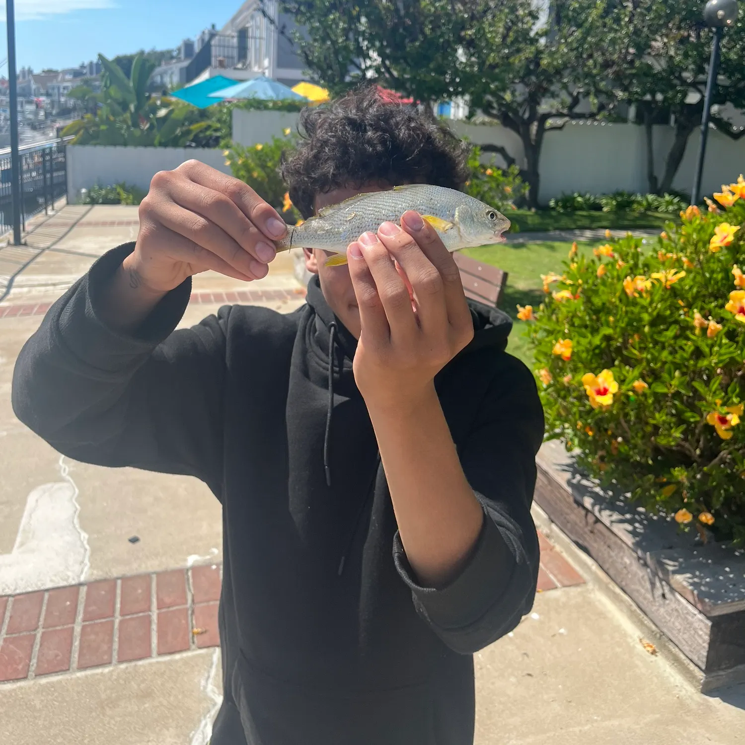 Yellowfin croaker caught on Fishbrain