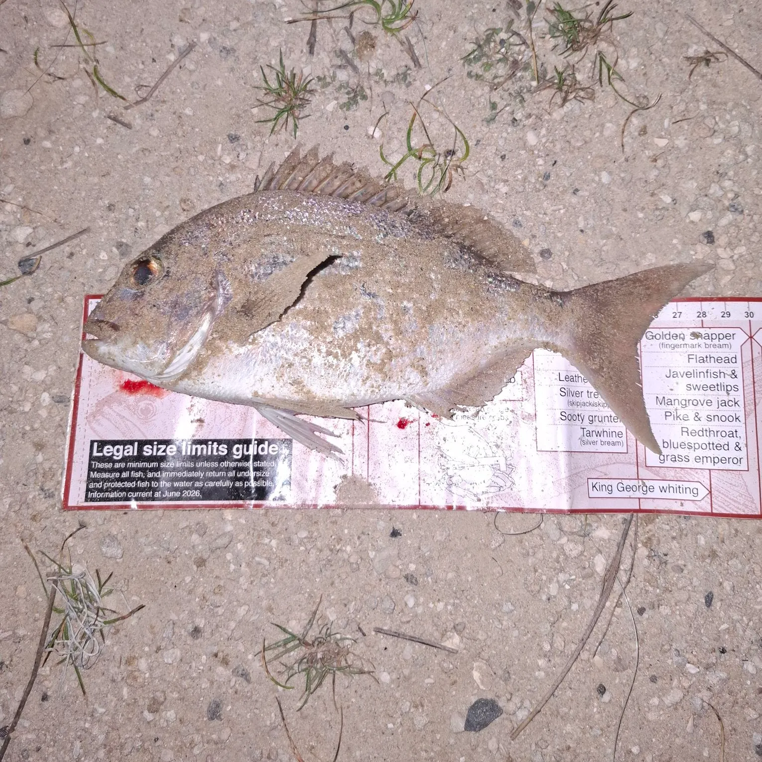Australasian snapper caught on Fishbrain