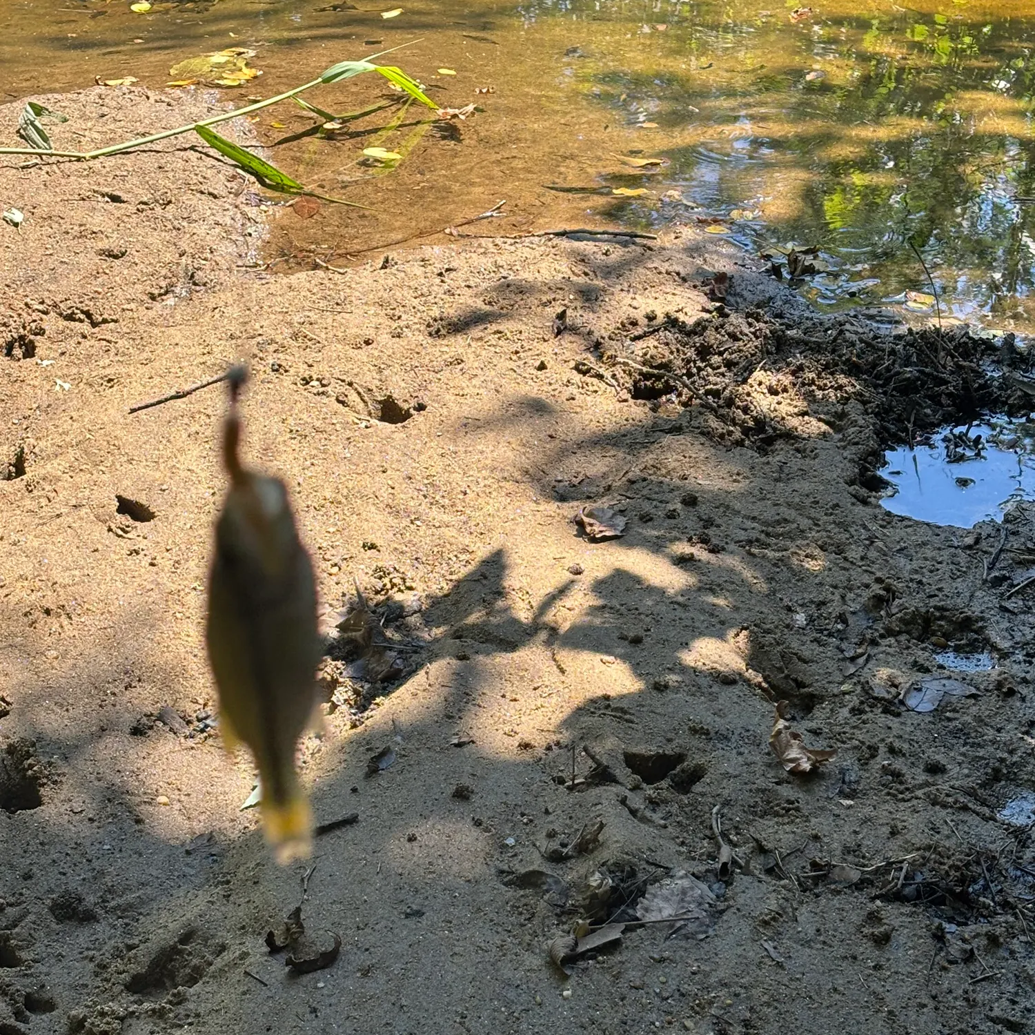 Fish caught on Fishbrain