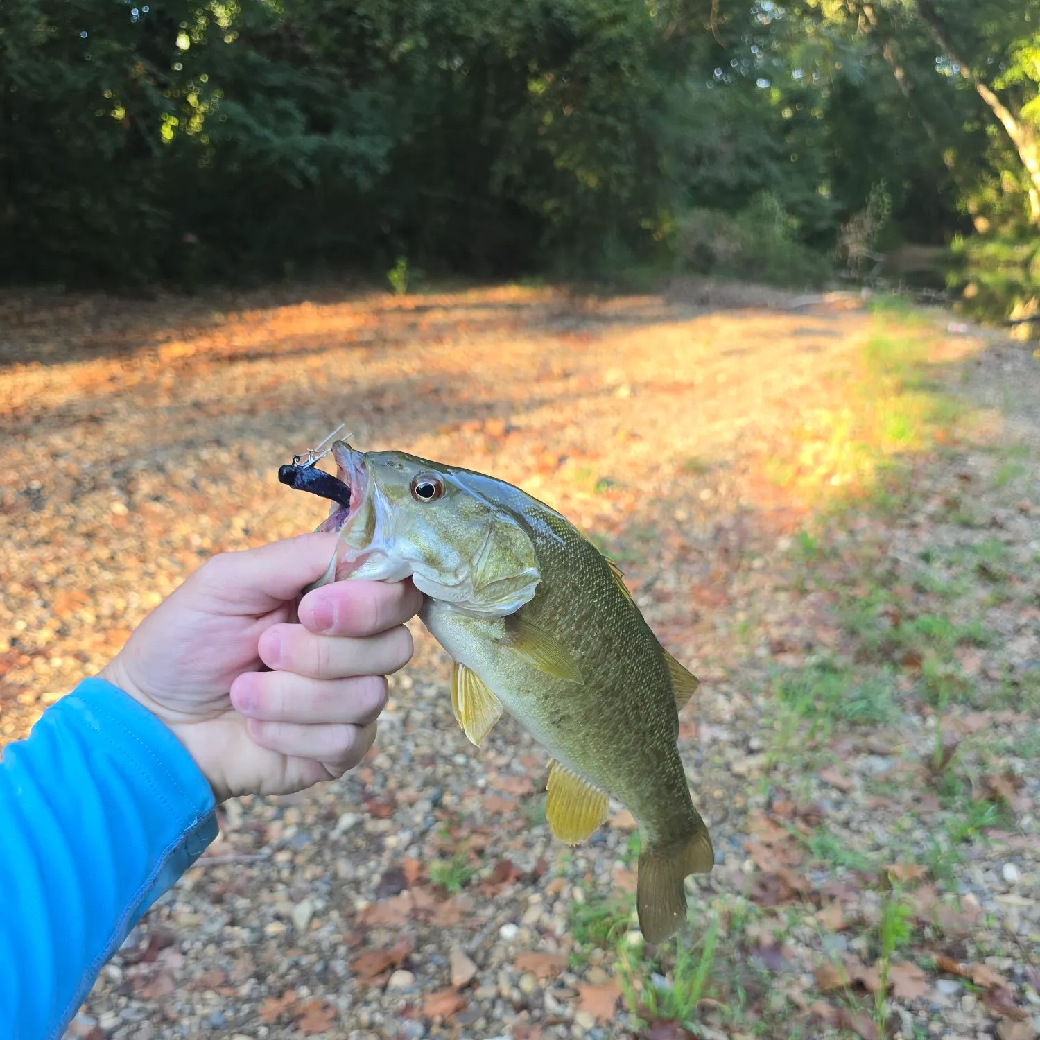 Smallmouth bass caught on Fishbrain