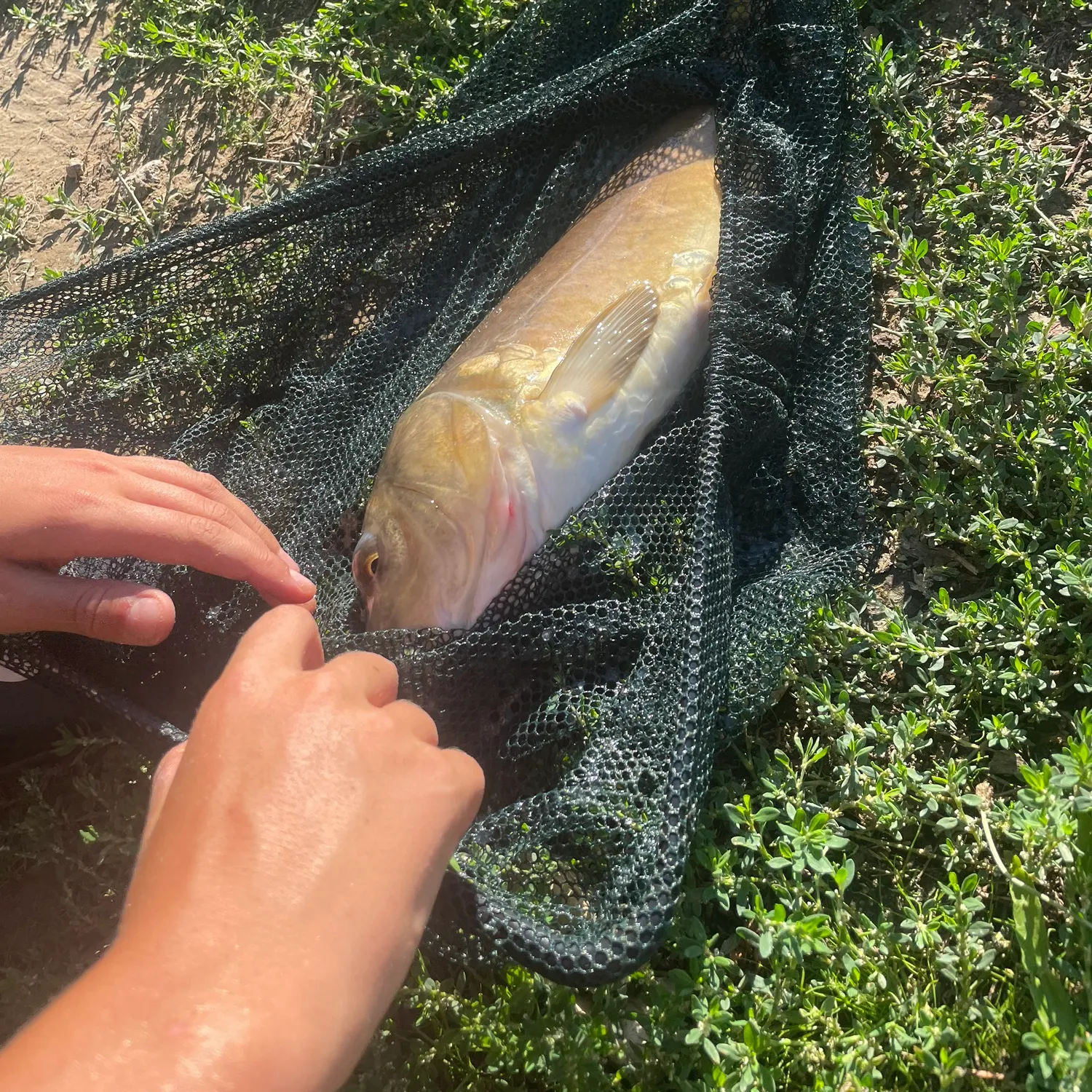 Fish caught on Fishbrain