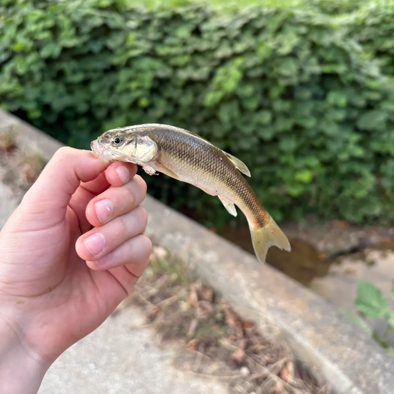 Hornyhead chub caught on Fishbrain