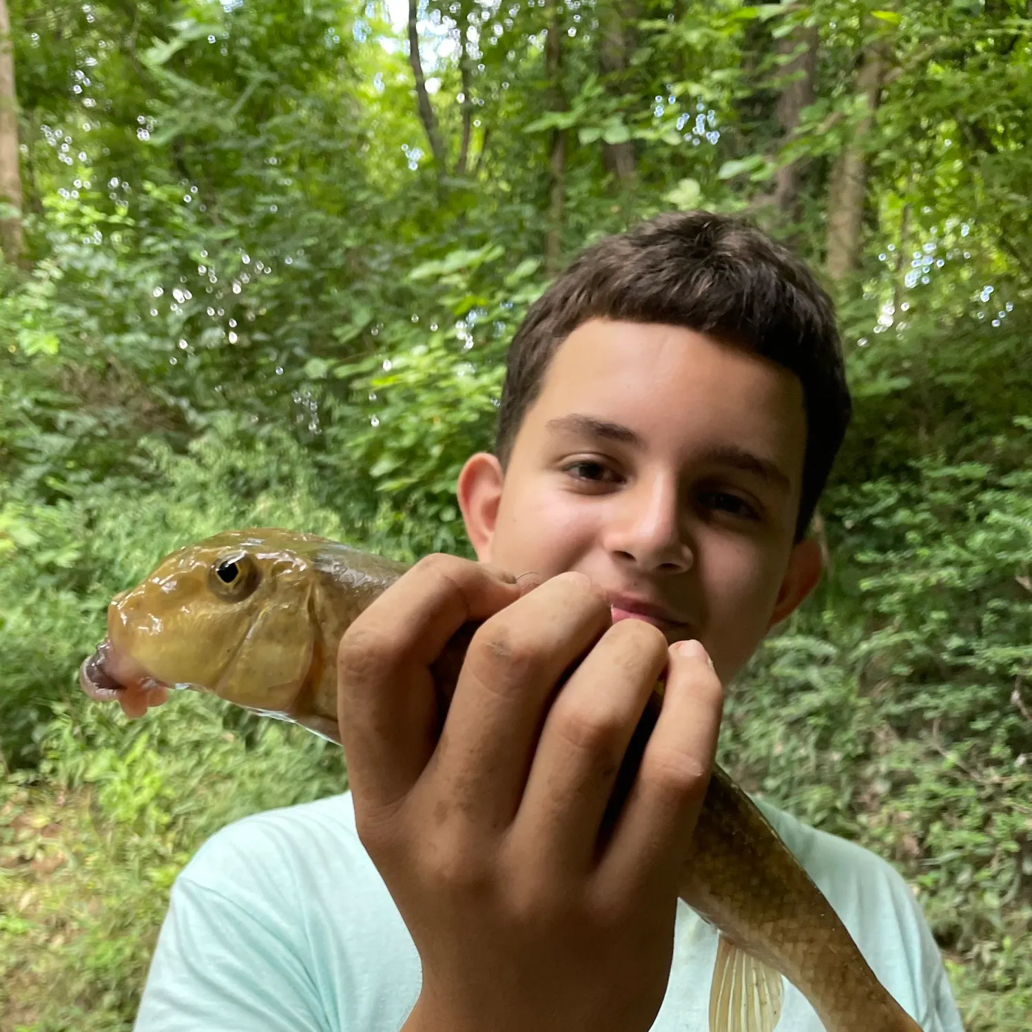 The most recent Northern hogsucker catches on Fishbrain