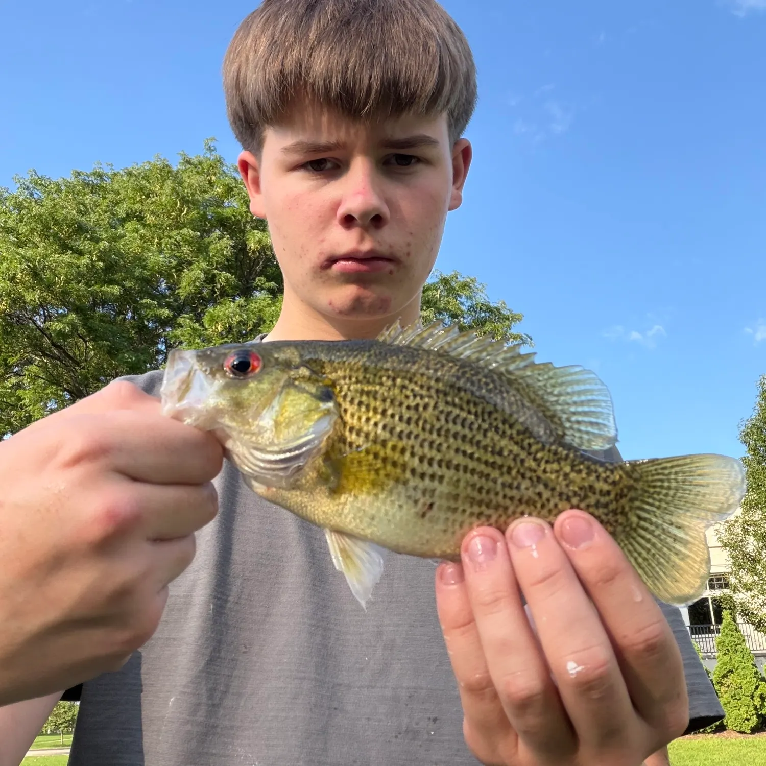 Rock bass caught on Fishbrain