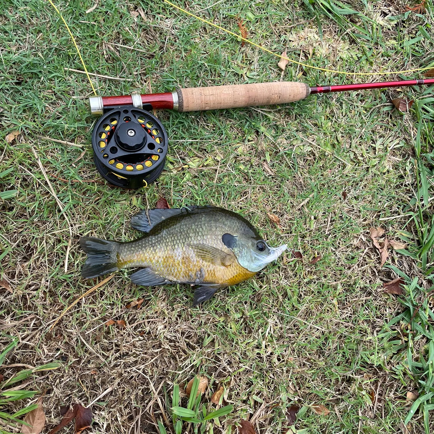 Bluegill caught on Fishbrain