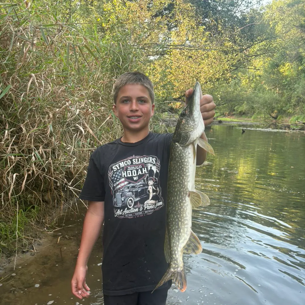 Northern pike caught on Fishbrain