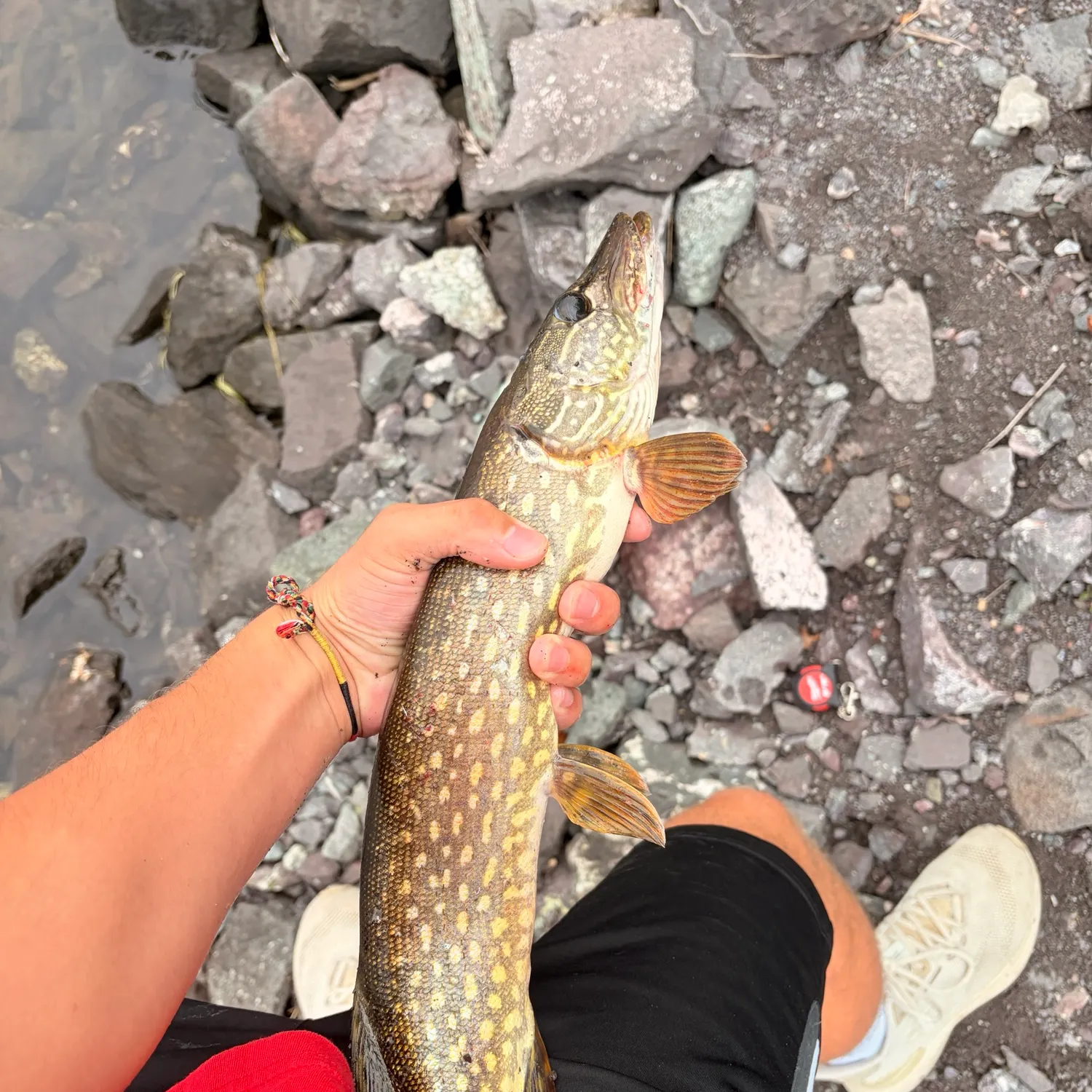 Northern pike caught on Fishbrain