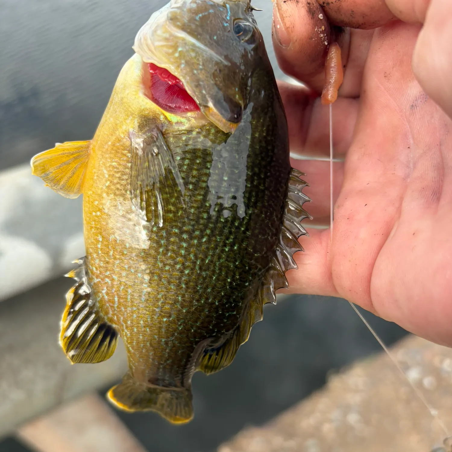 Green sunfish caught on Fishbrain