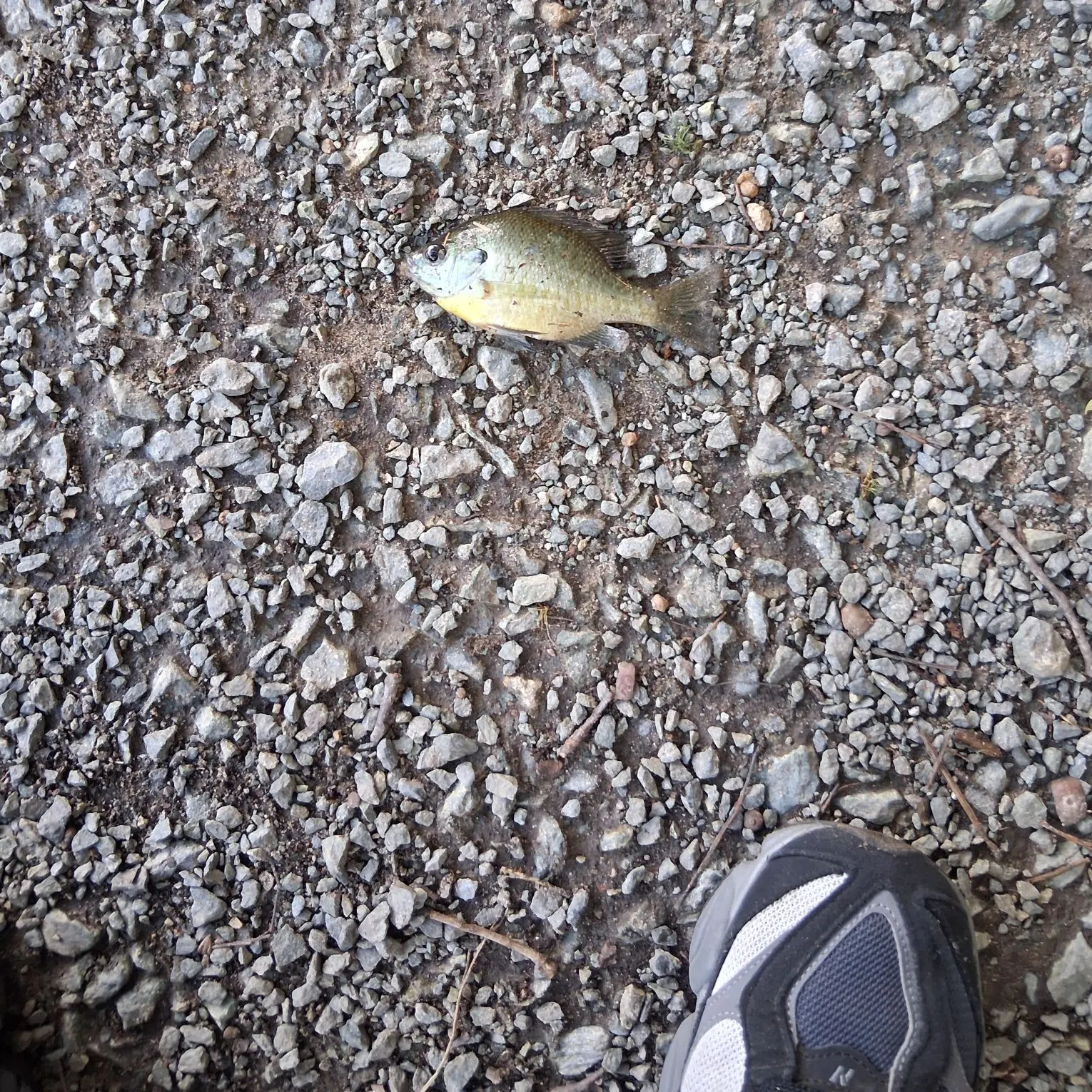Bluegill caught on Fishbrain
