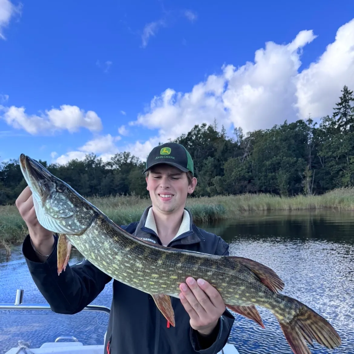 Northern pike caught on Fishbrain