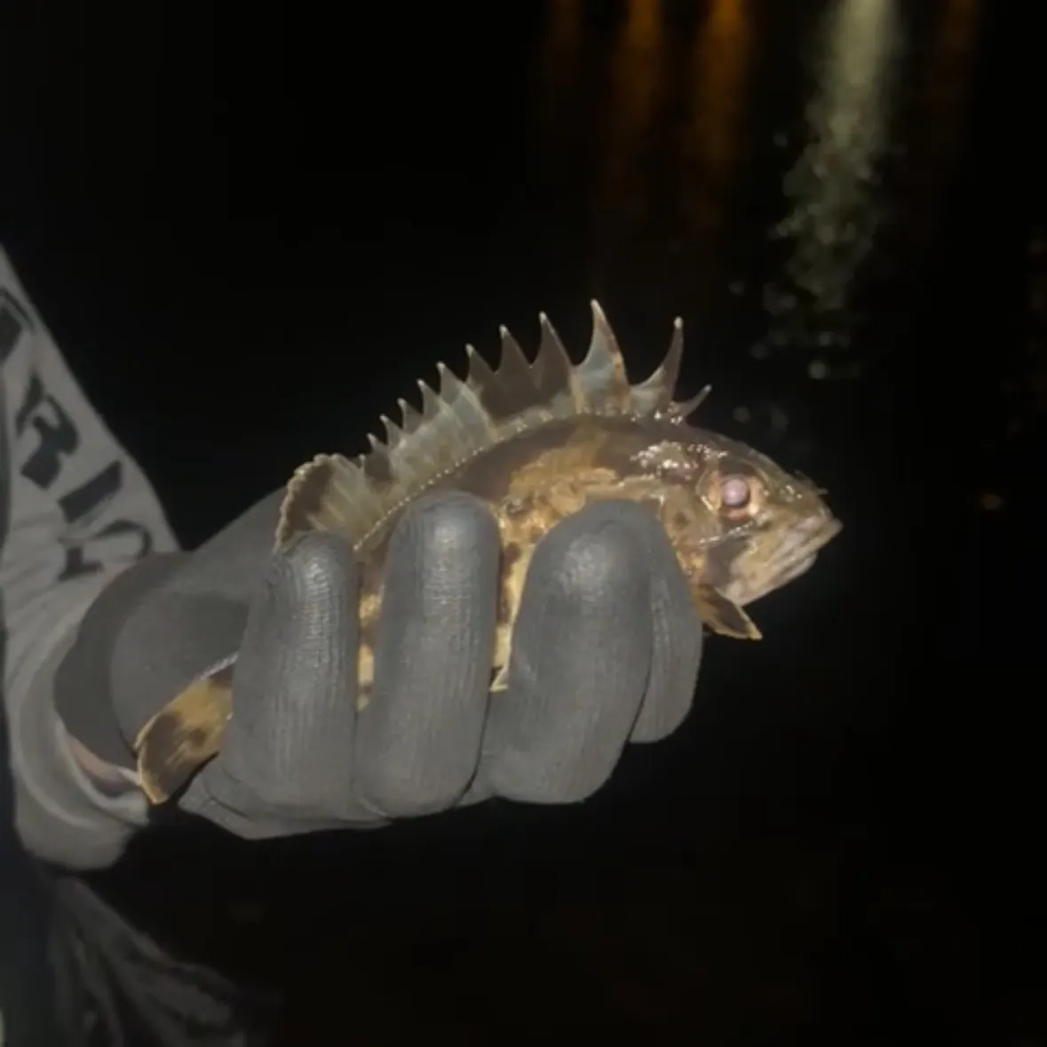 The most recent Eastern red scorpionfish catches on Fishbrain