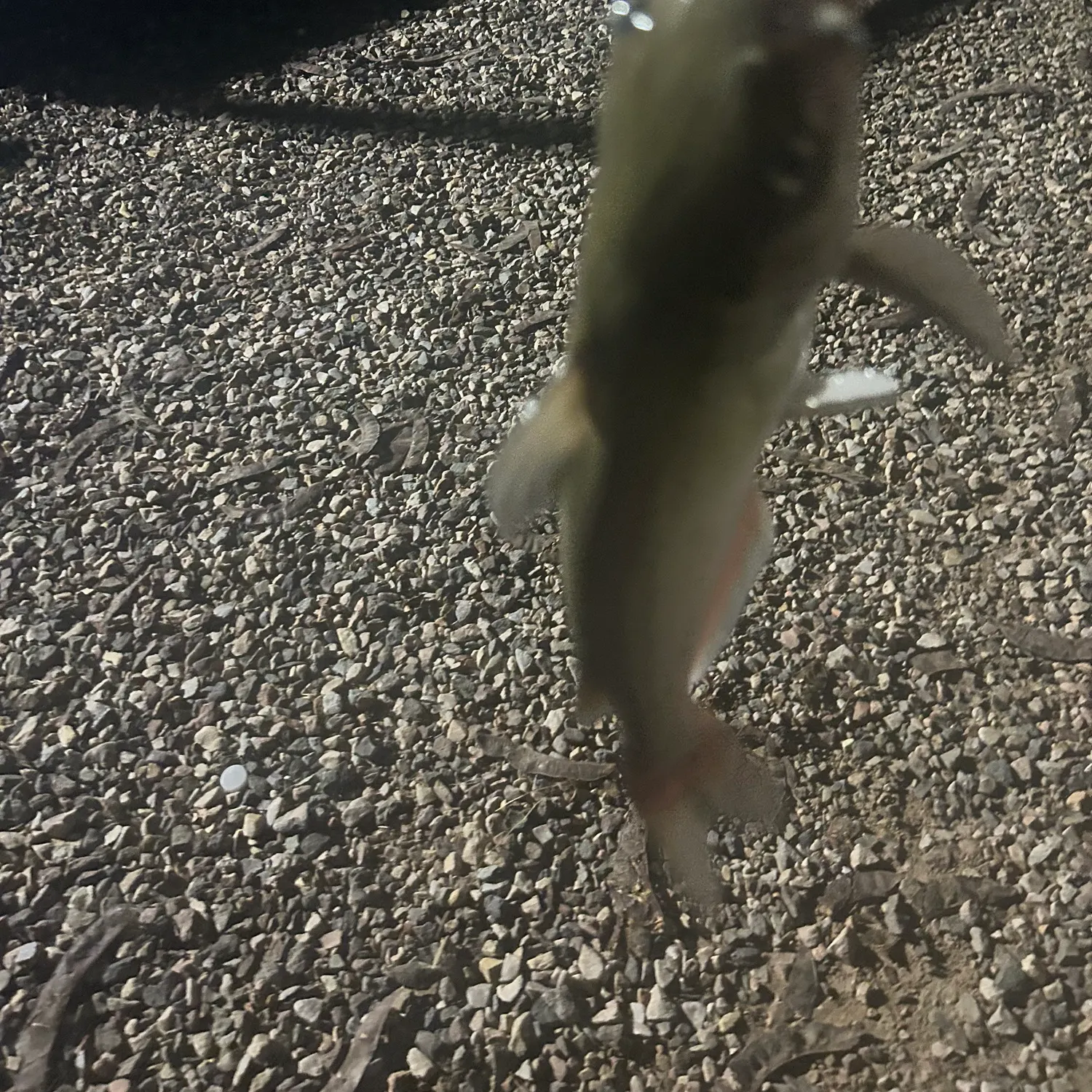Channel catfish caught on Fishbrain