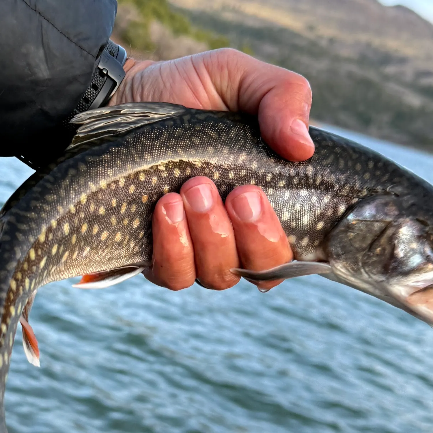 The most recent Lake char catches on Fishbrain