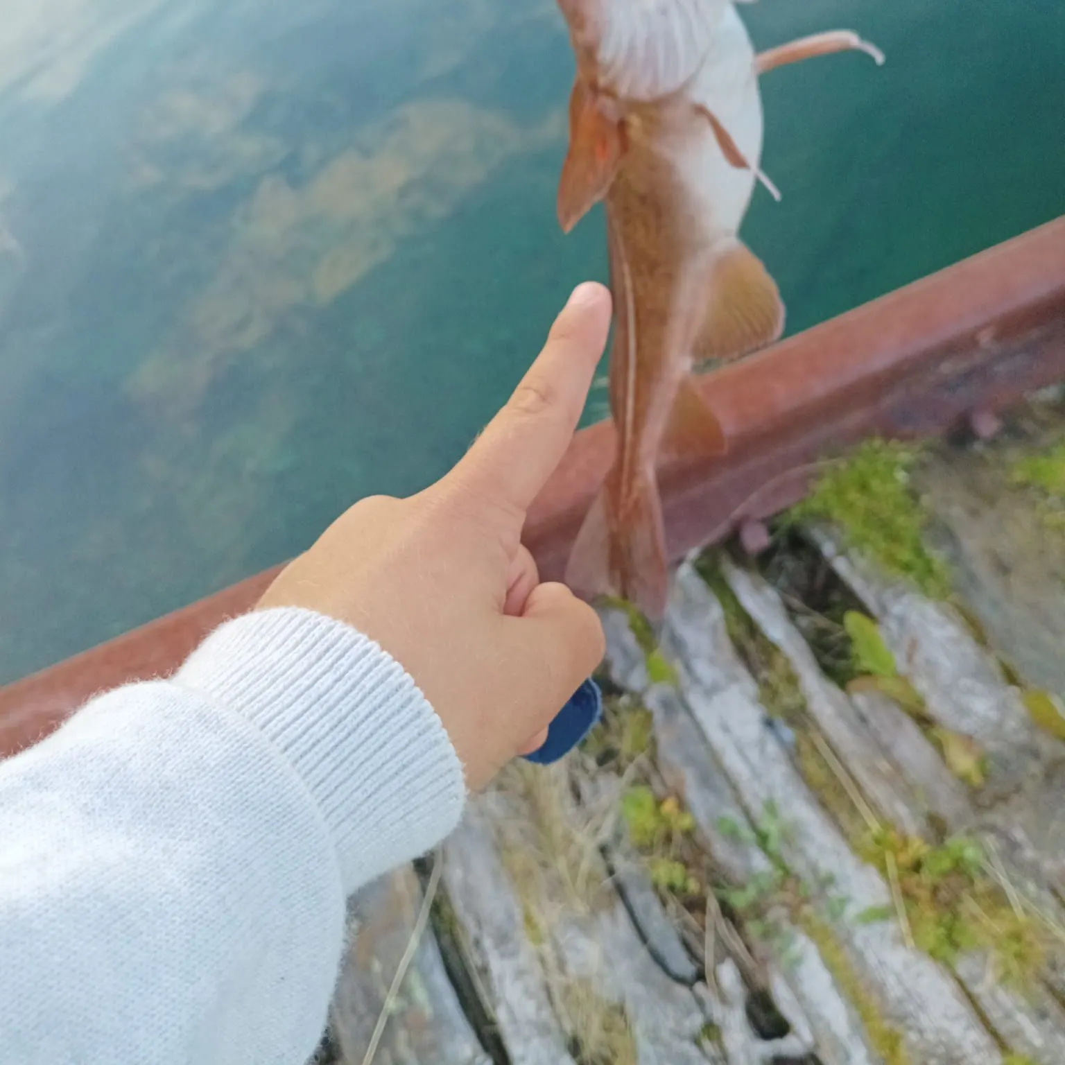 Atlantic cod caught on Fishbrain