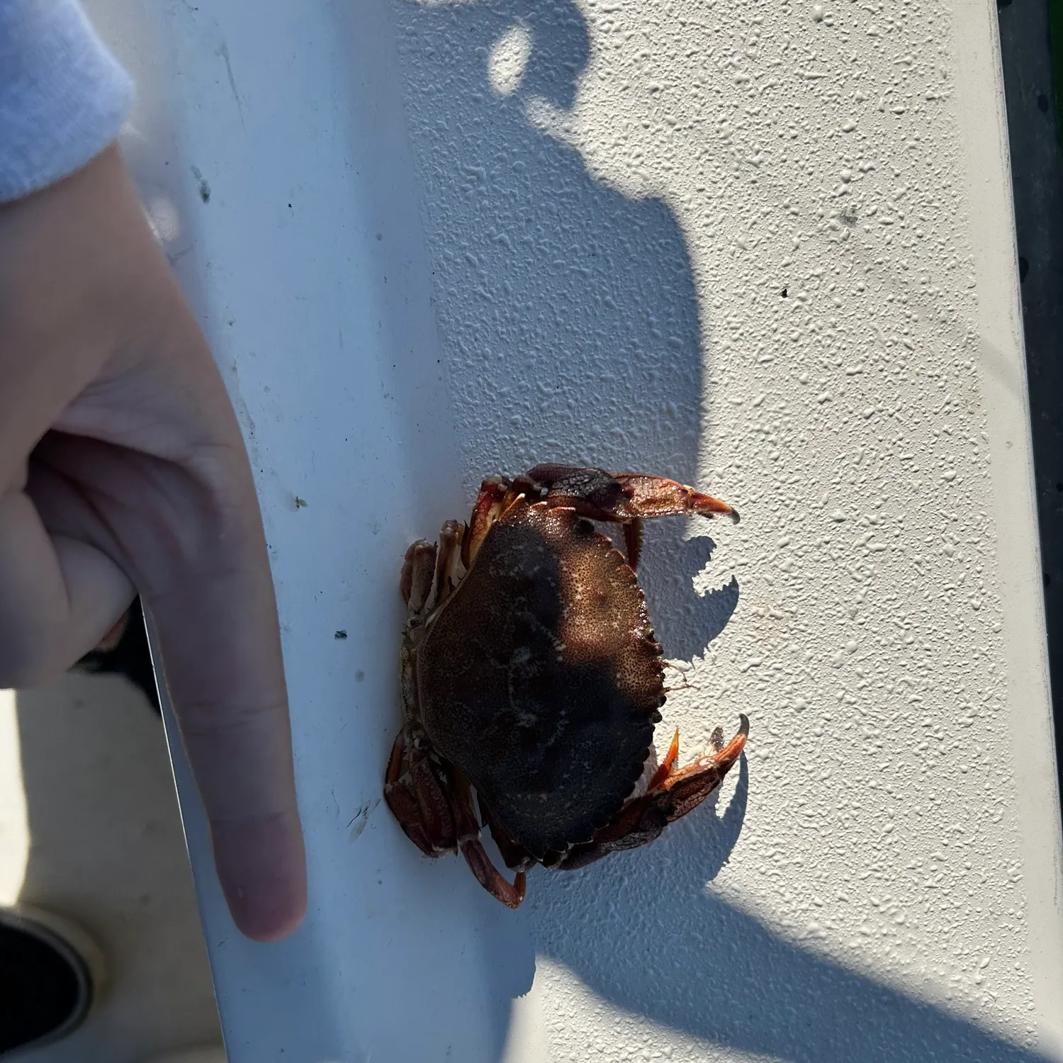 The most recent Atlantic rock crab catches on Fishbrain