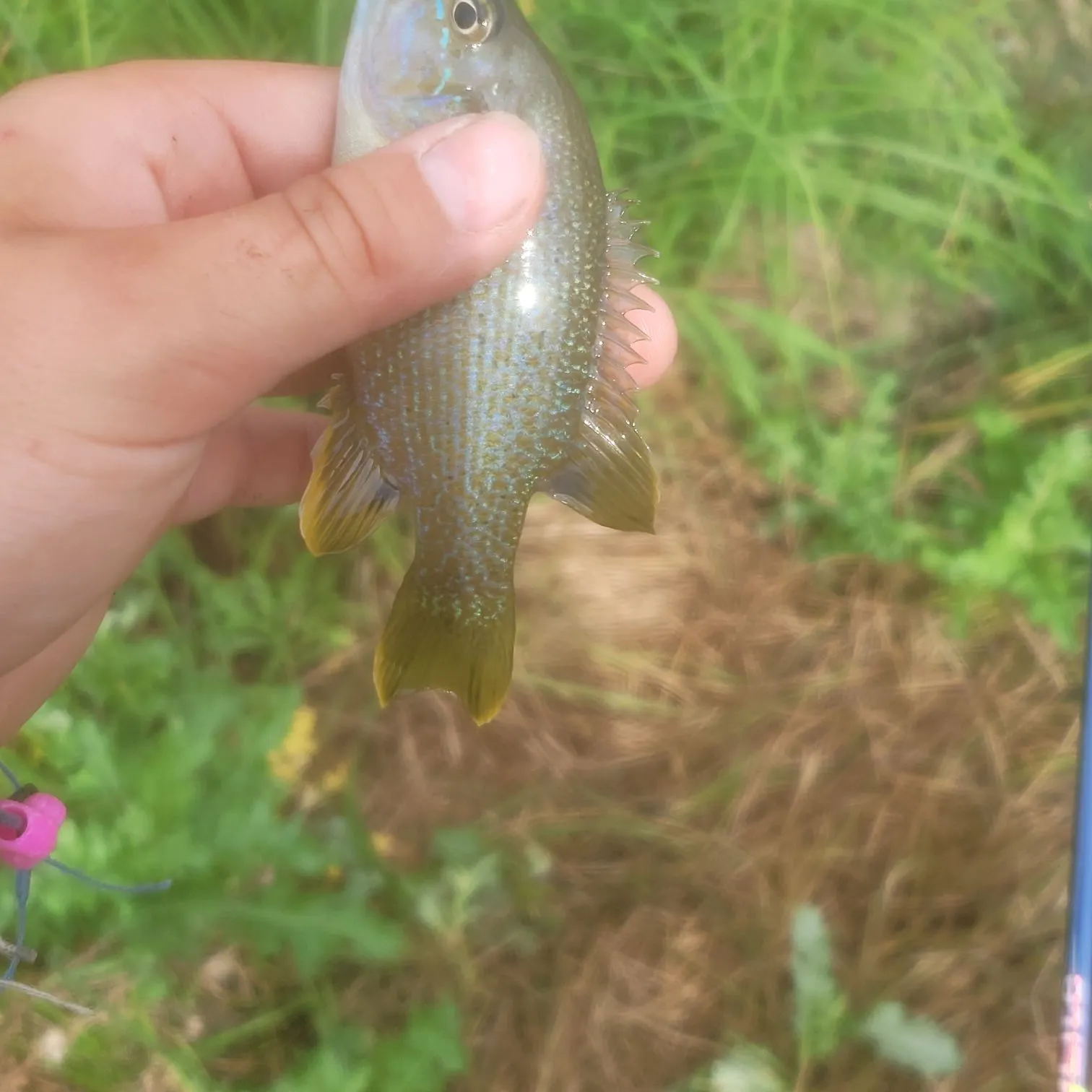 Fish caught on Fishbrain