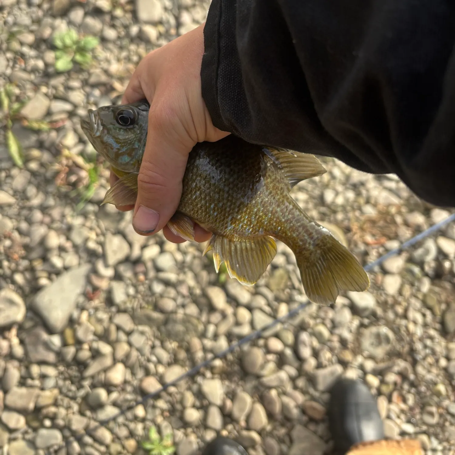 Green sunfish caught on Fishbrain