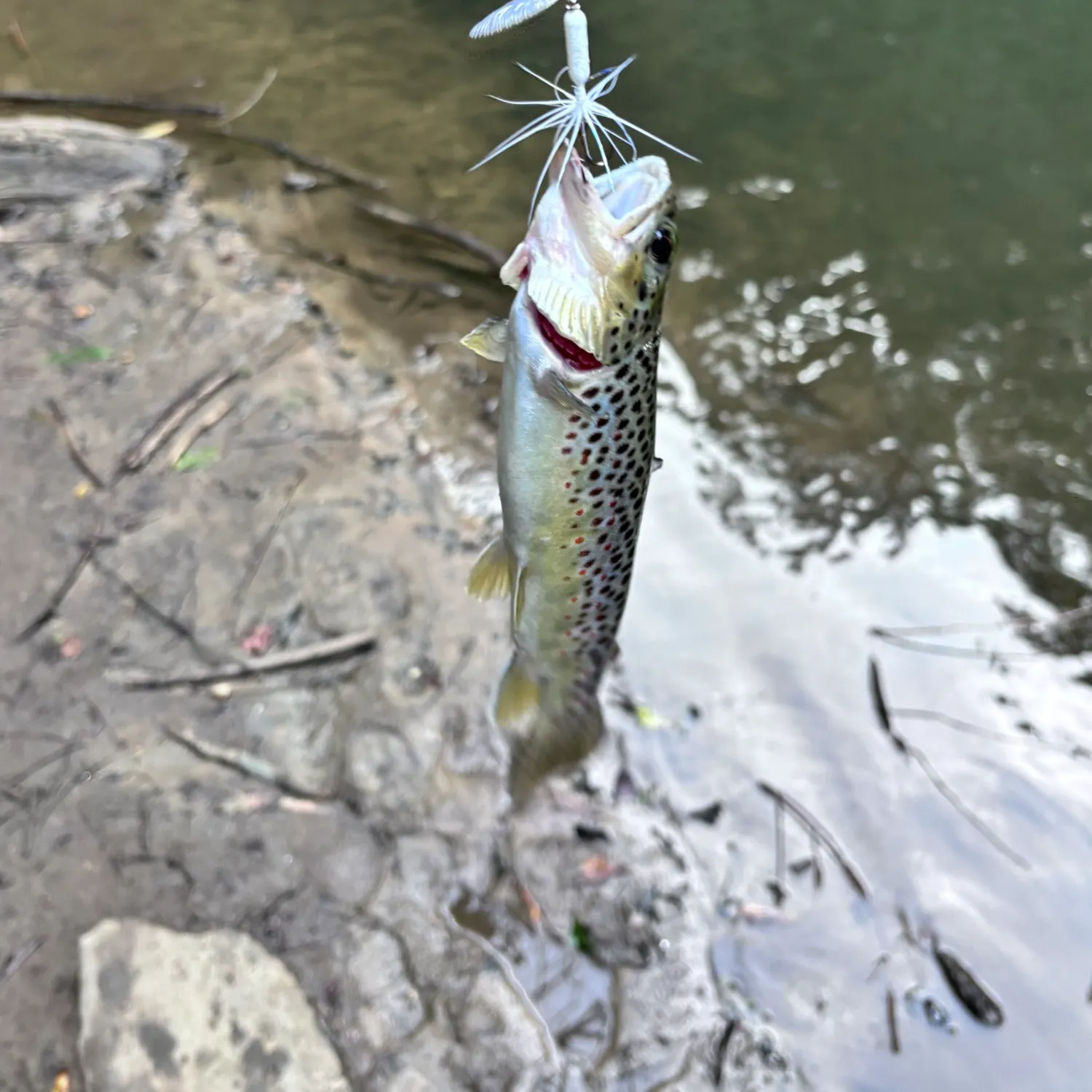 Brown trout caught on Fishbrain