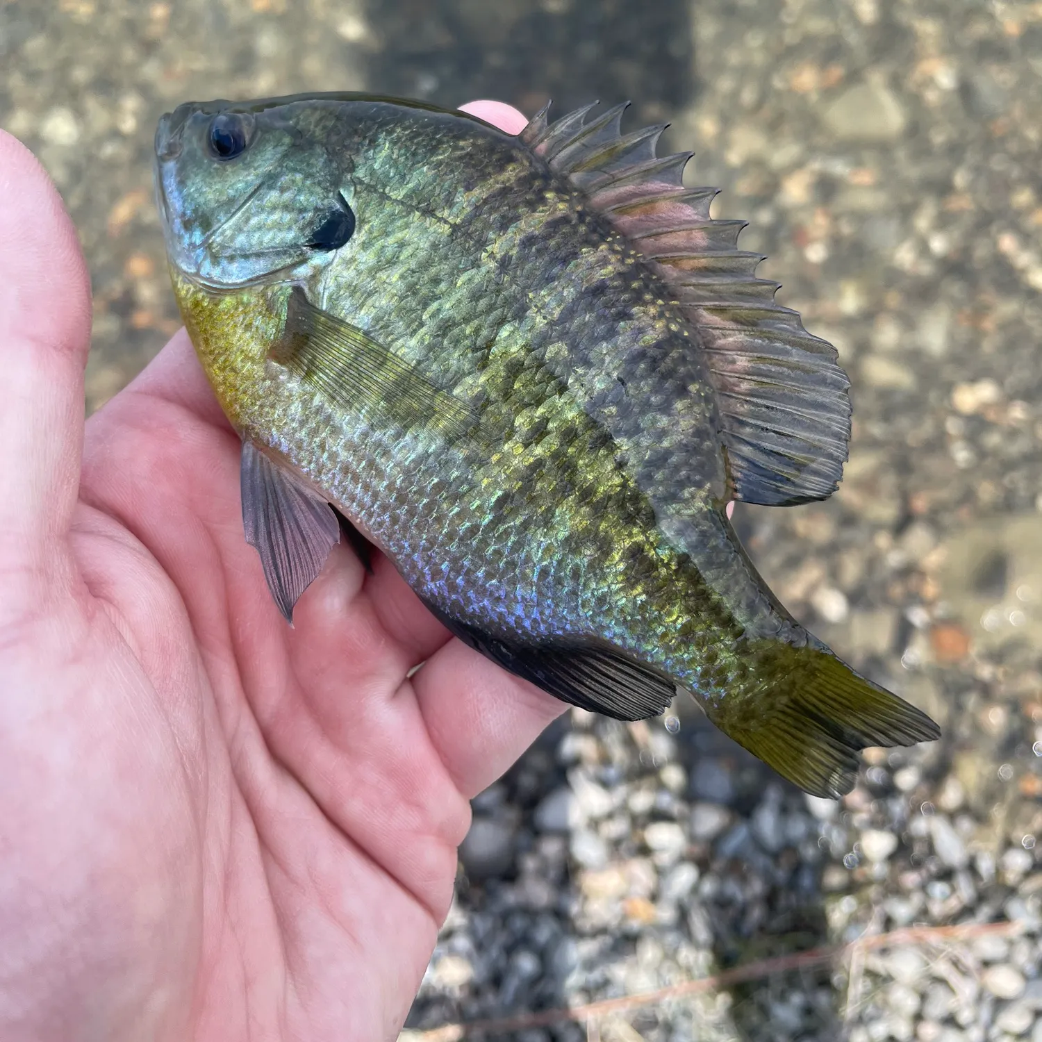 Bluegill caught on Fishbrain