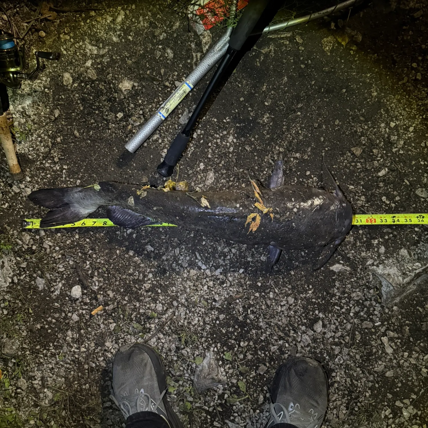 Channel catfish caught on Fishbrain