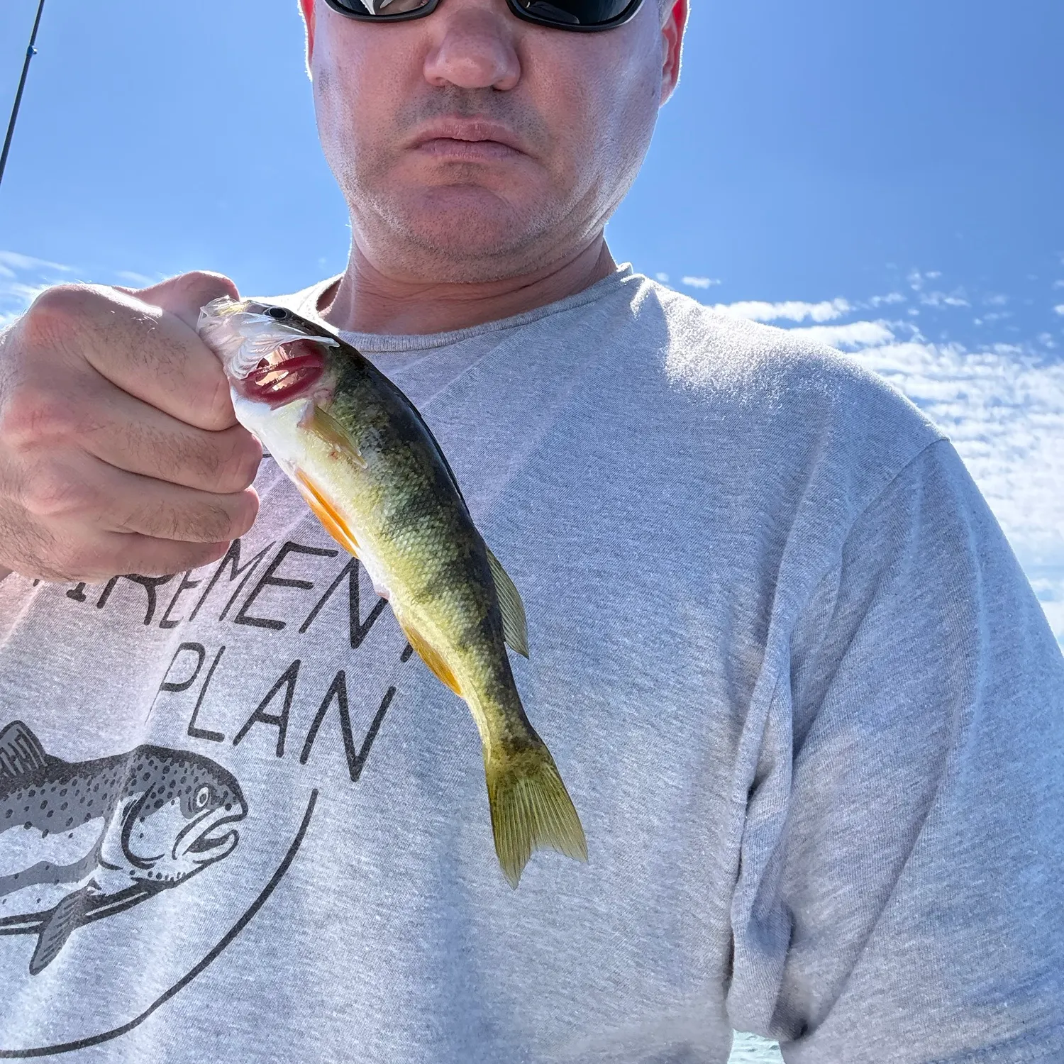 Yellow perch caught on Fishbrain