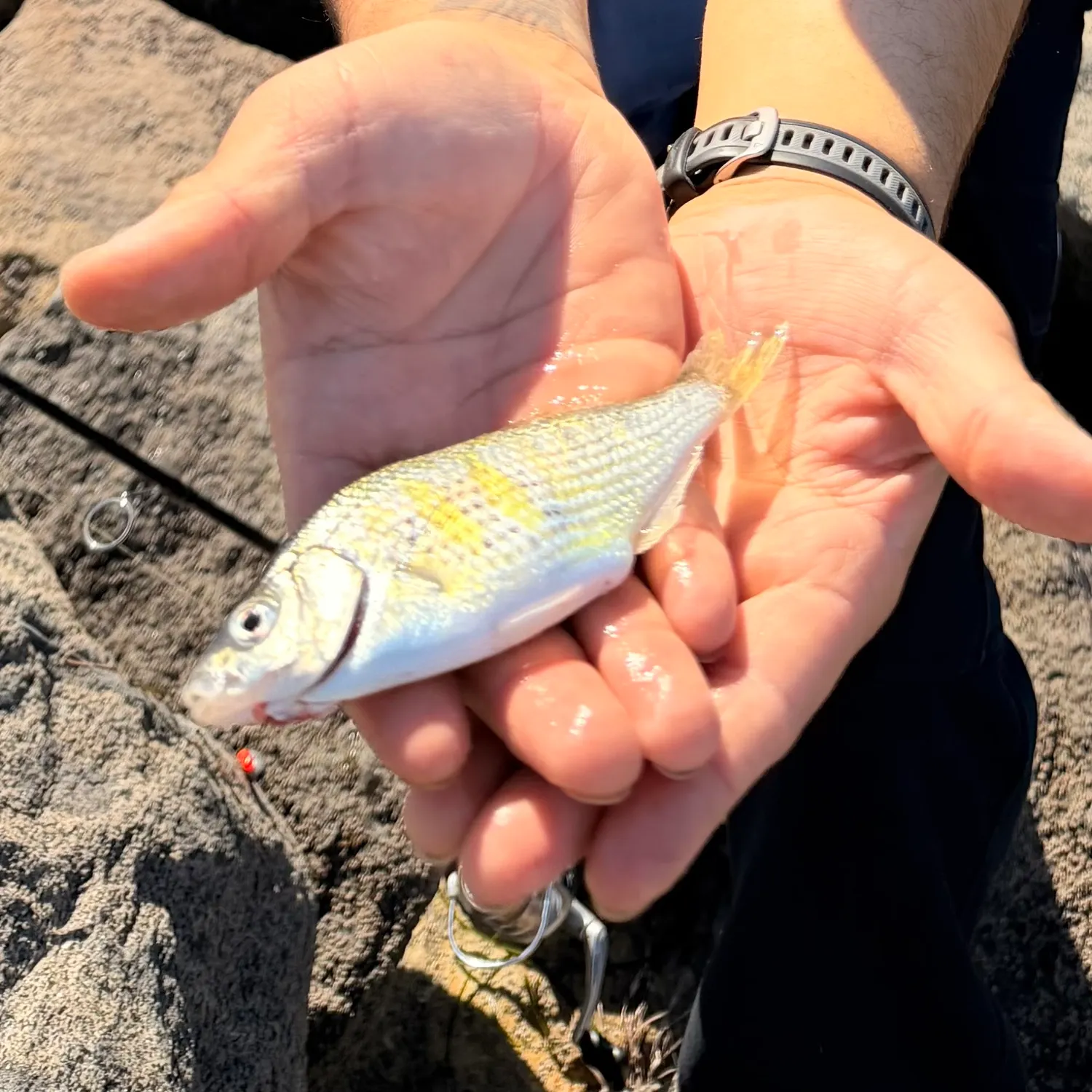 The most recent Shiner perch catches on Fishbrain