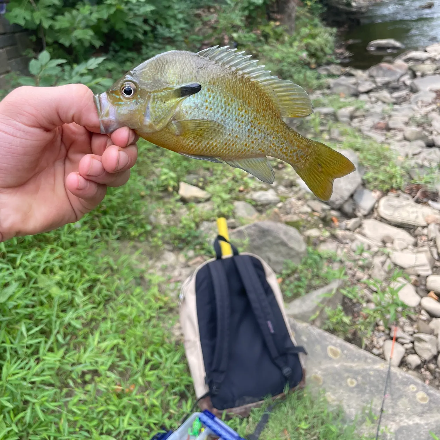 Redbreast sunfish caught on Fishbrain