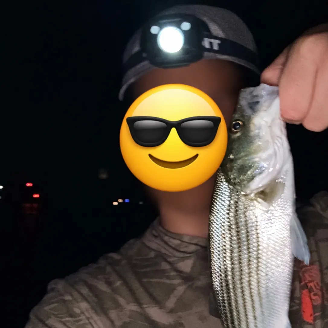 Striped bass caught on Fishbrain