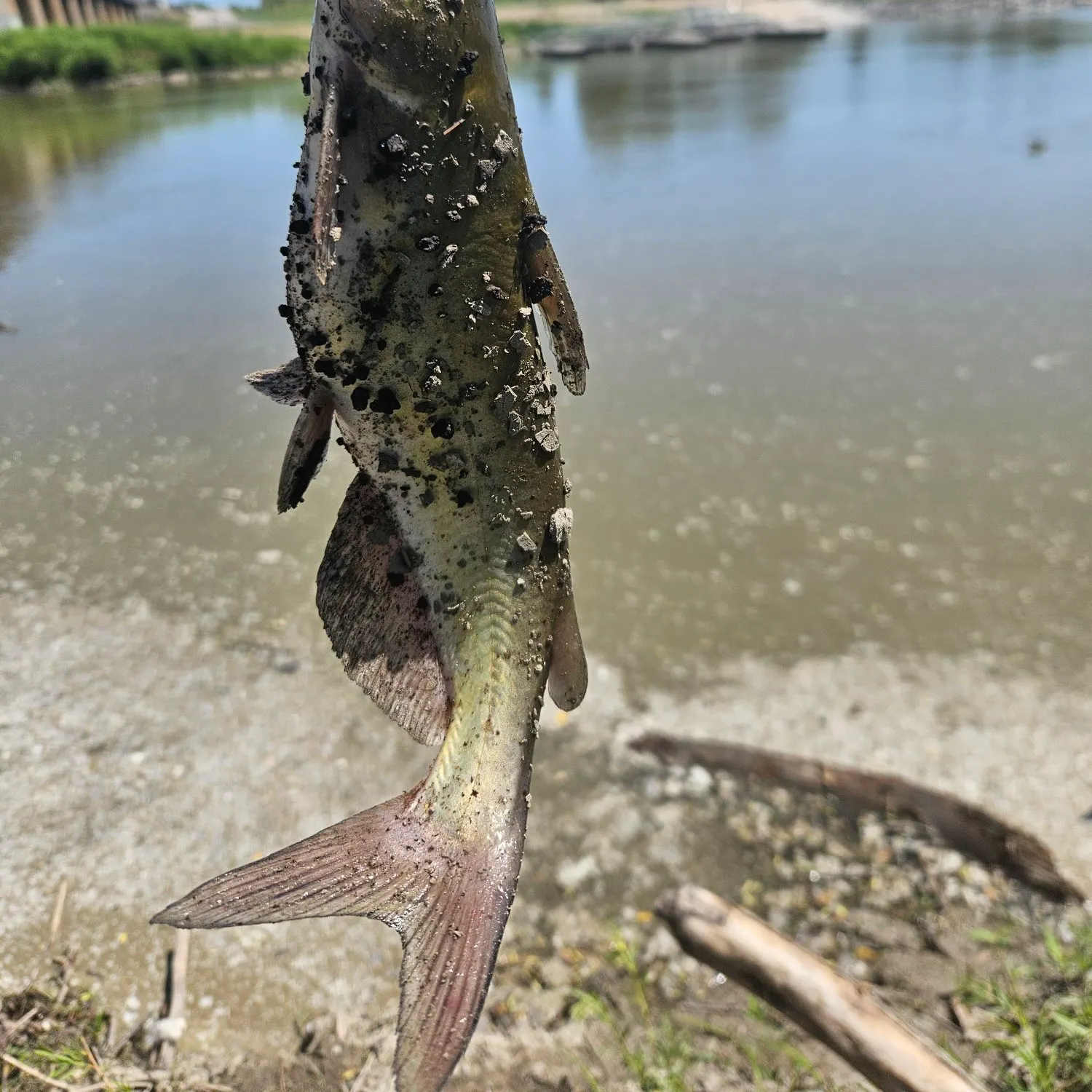 angler catch