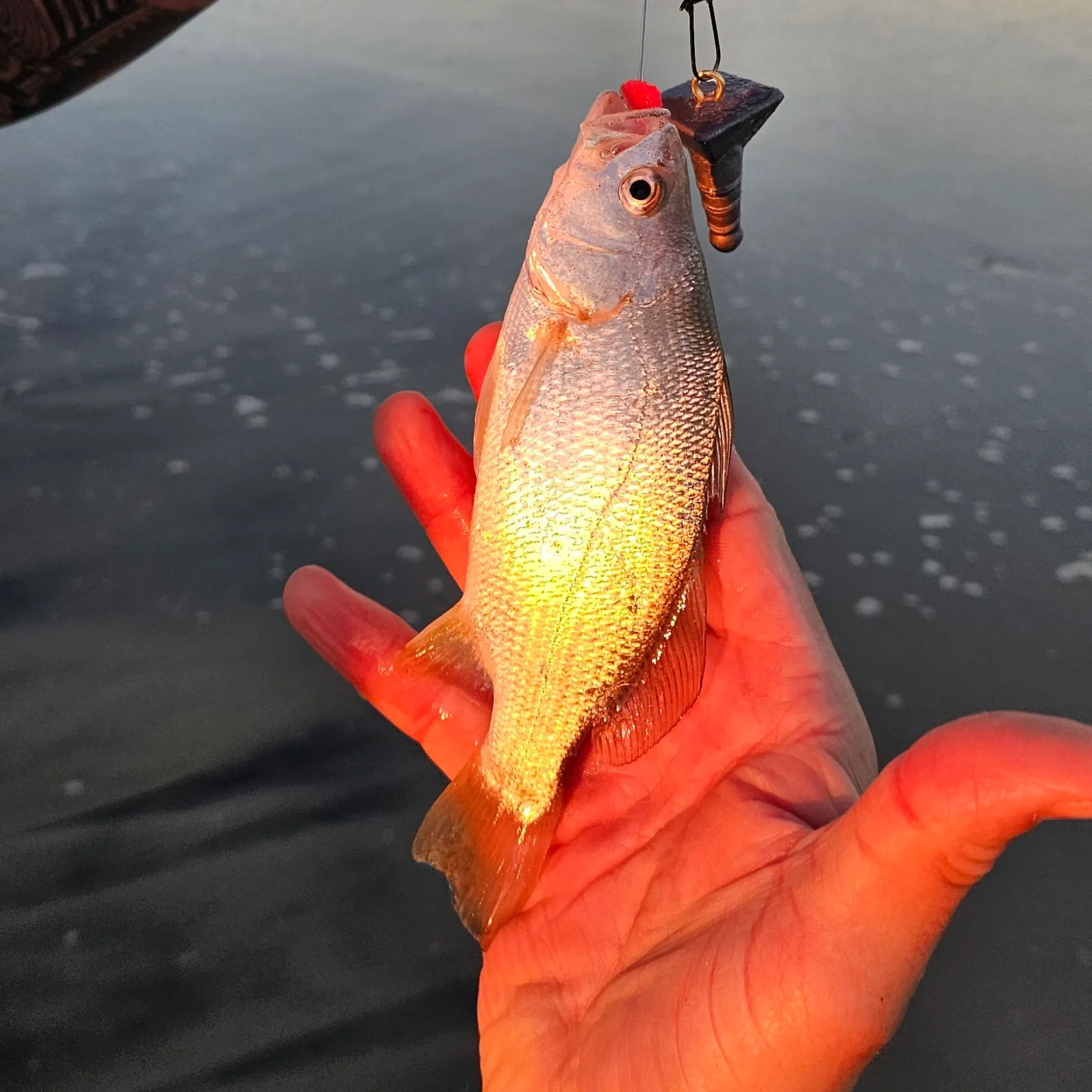 Silver perch caught on Fishbrain