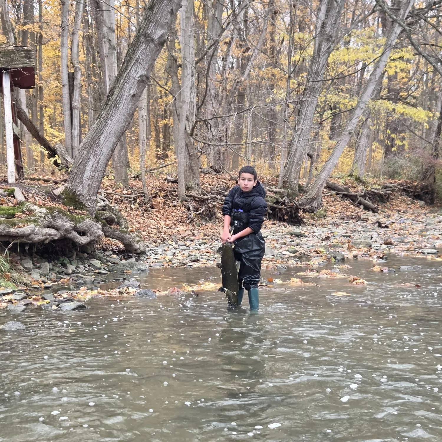 The most recent Chinook salmon catches on Fishbrain