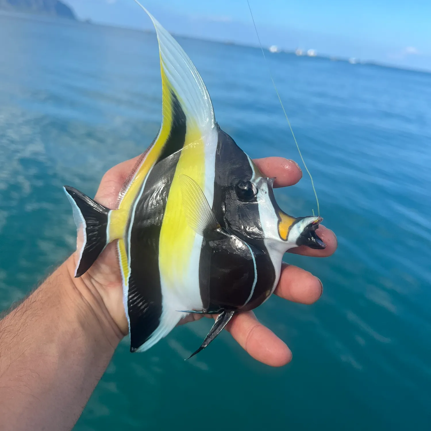 The most popular recent Moorish idol catch on Fishbrain