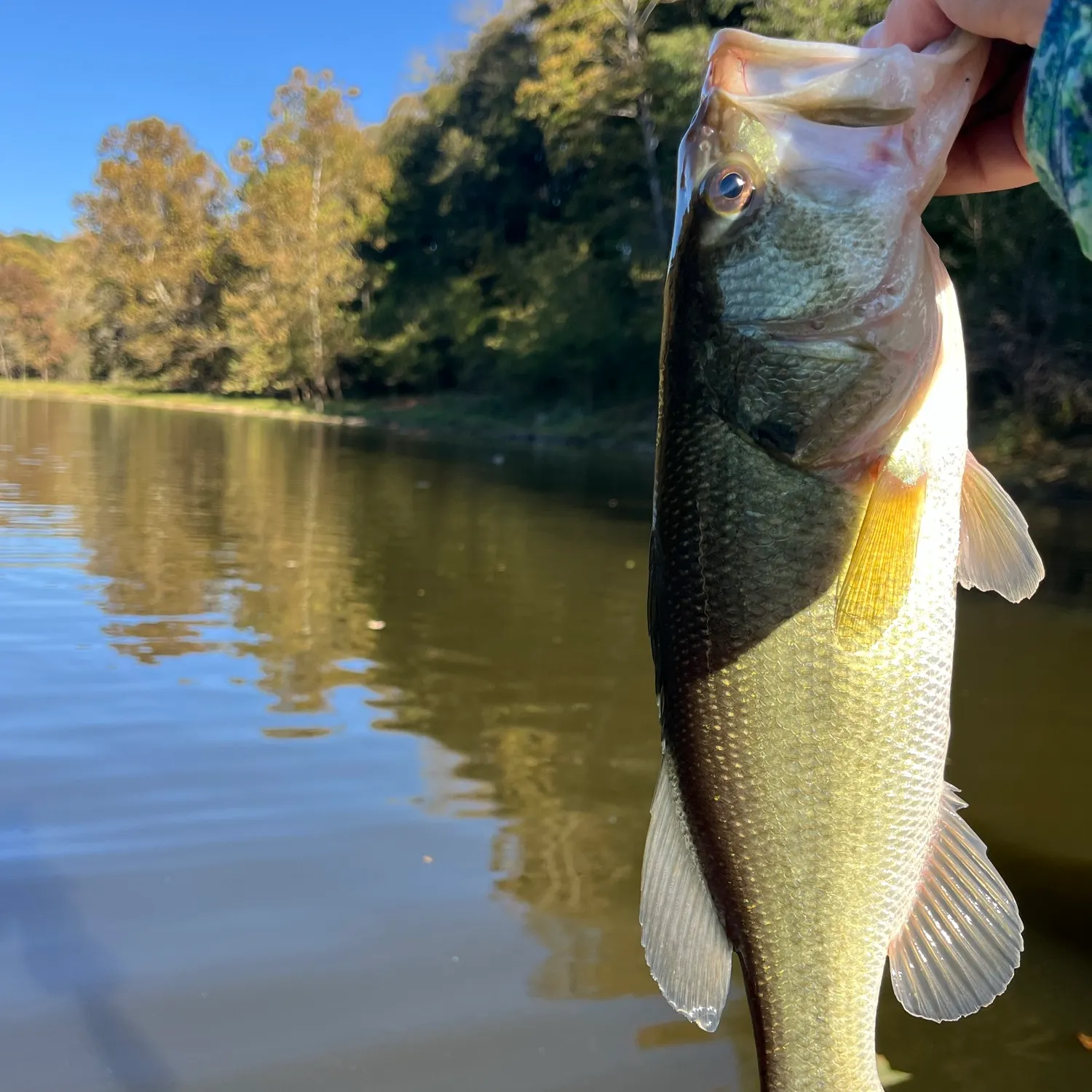 Largemouth bass caught on Fishbrain