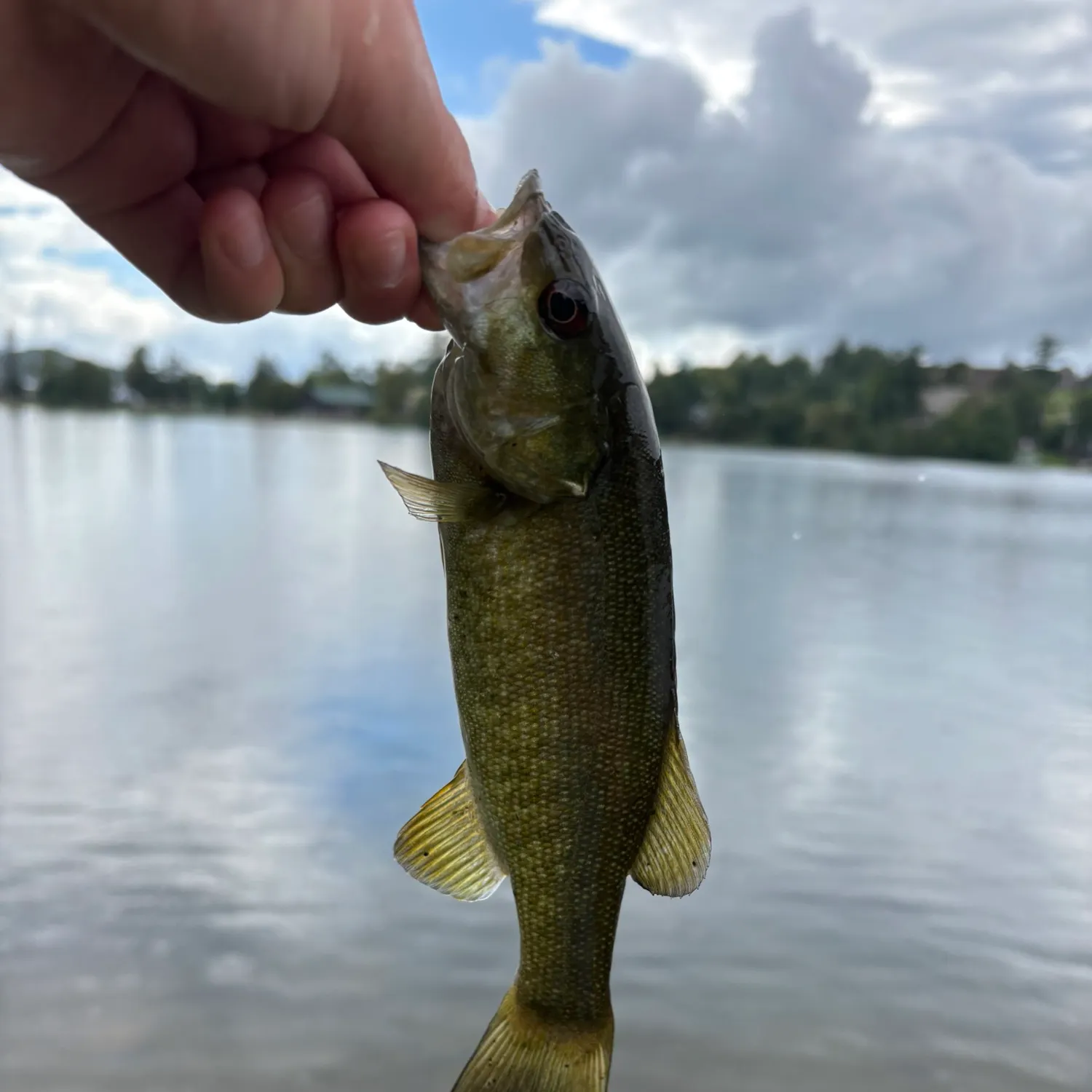 Smallmouth bass caught on Fishbrain