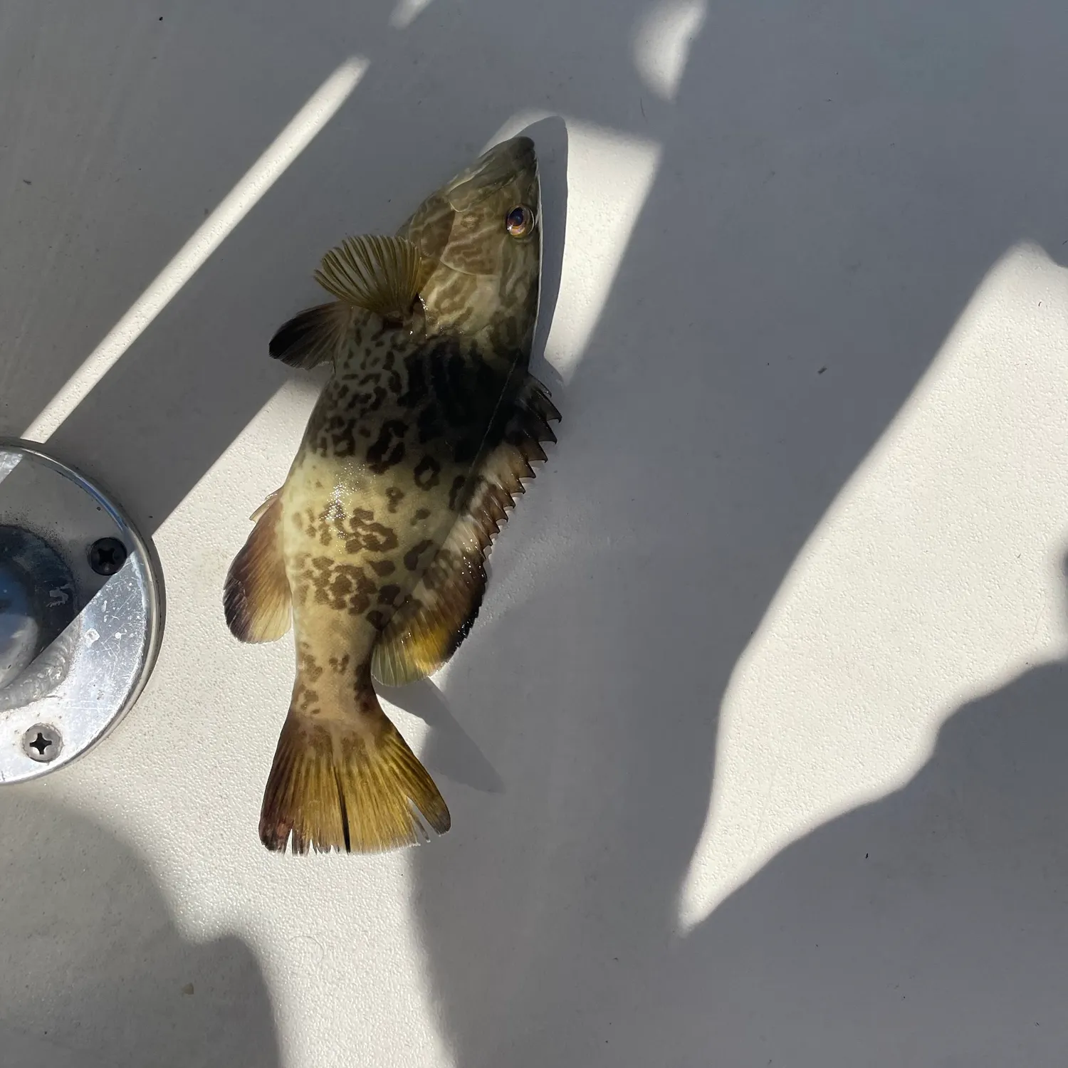 The most recent Black grouper catches on Fishbrain