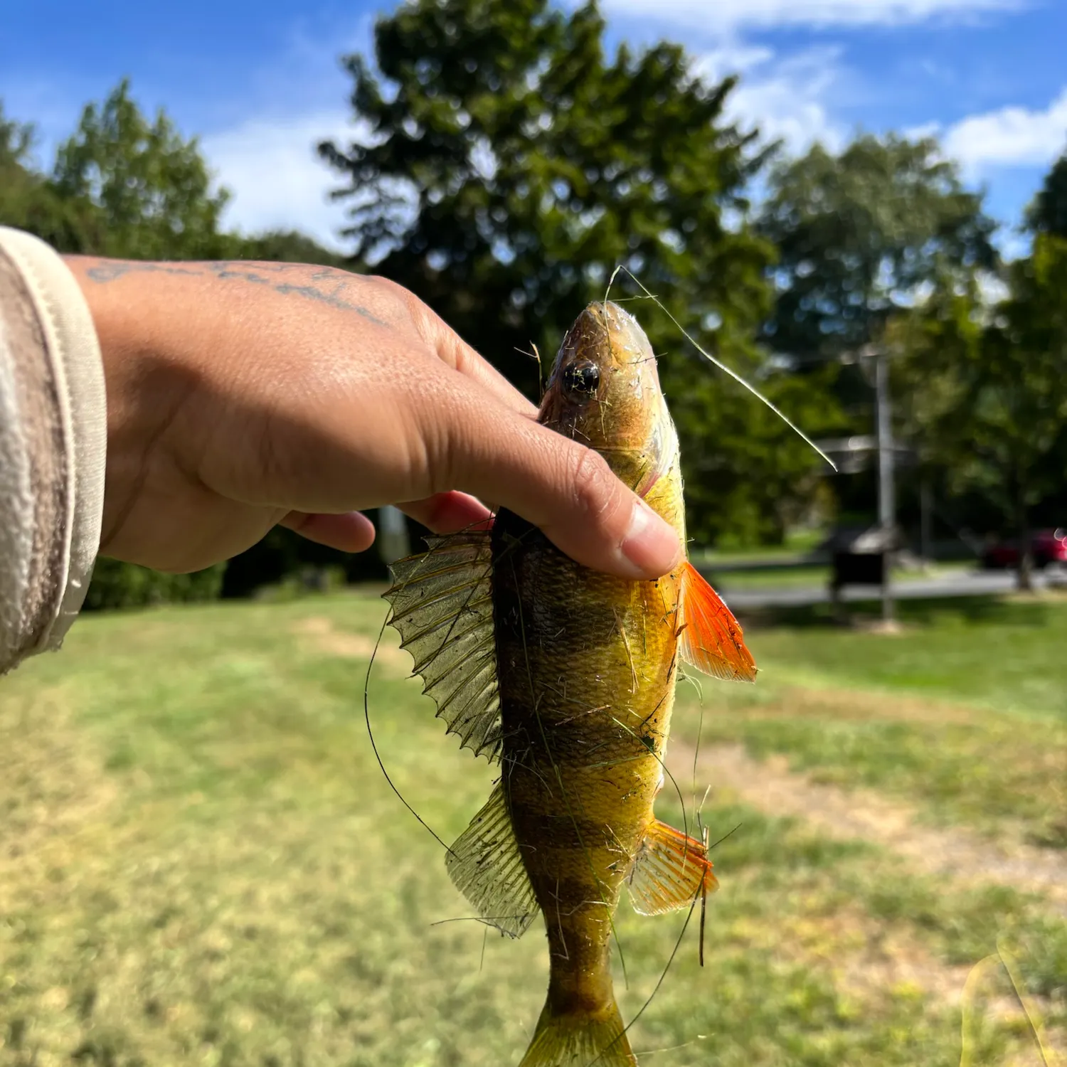 Yellow perch caught on Fishbrain