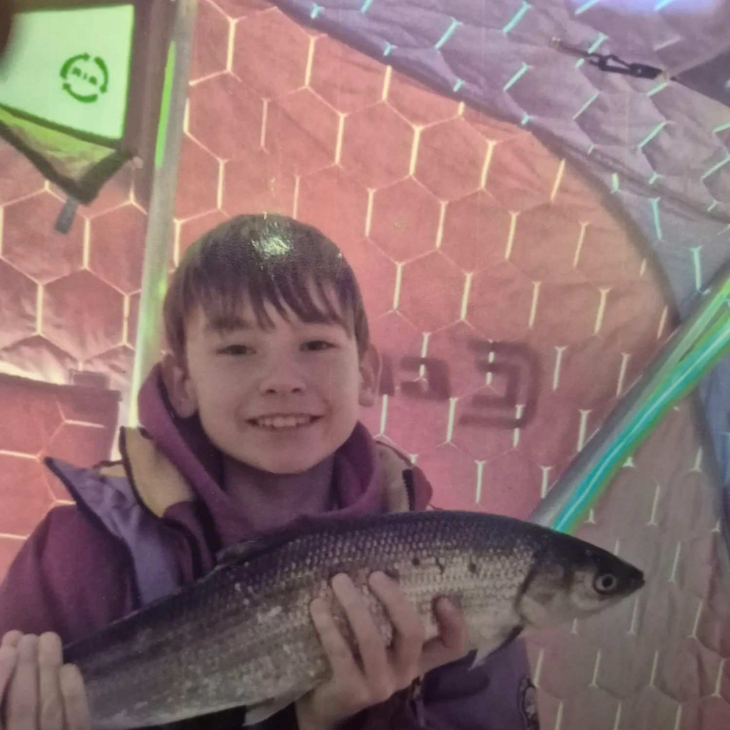 The most recent Northern cisco catches on Fishbrain