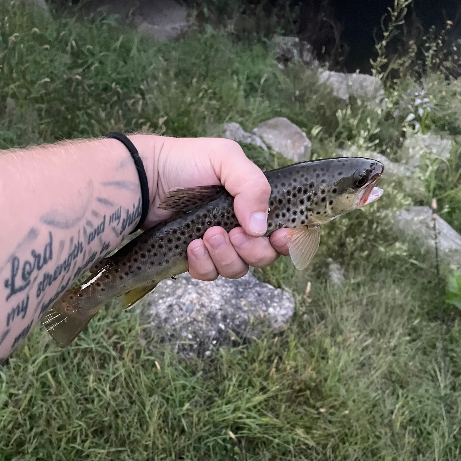 Brown trout caught on Fishbrain